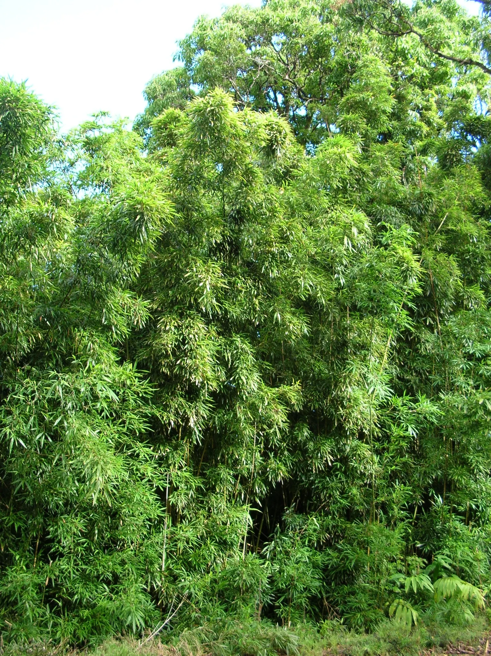 Black Bamboo (Phyllostachys Nigra) — it can grow up to 24 inches in a day during the growing season; department of Agriculture hardiness zones 7, image 51