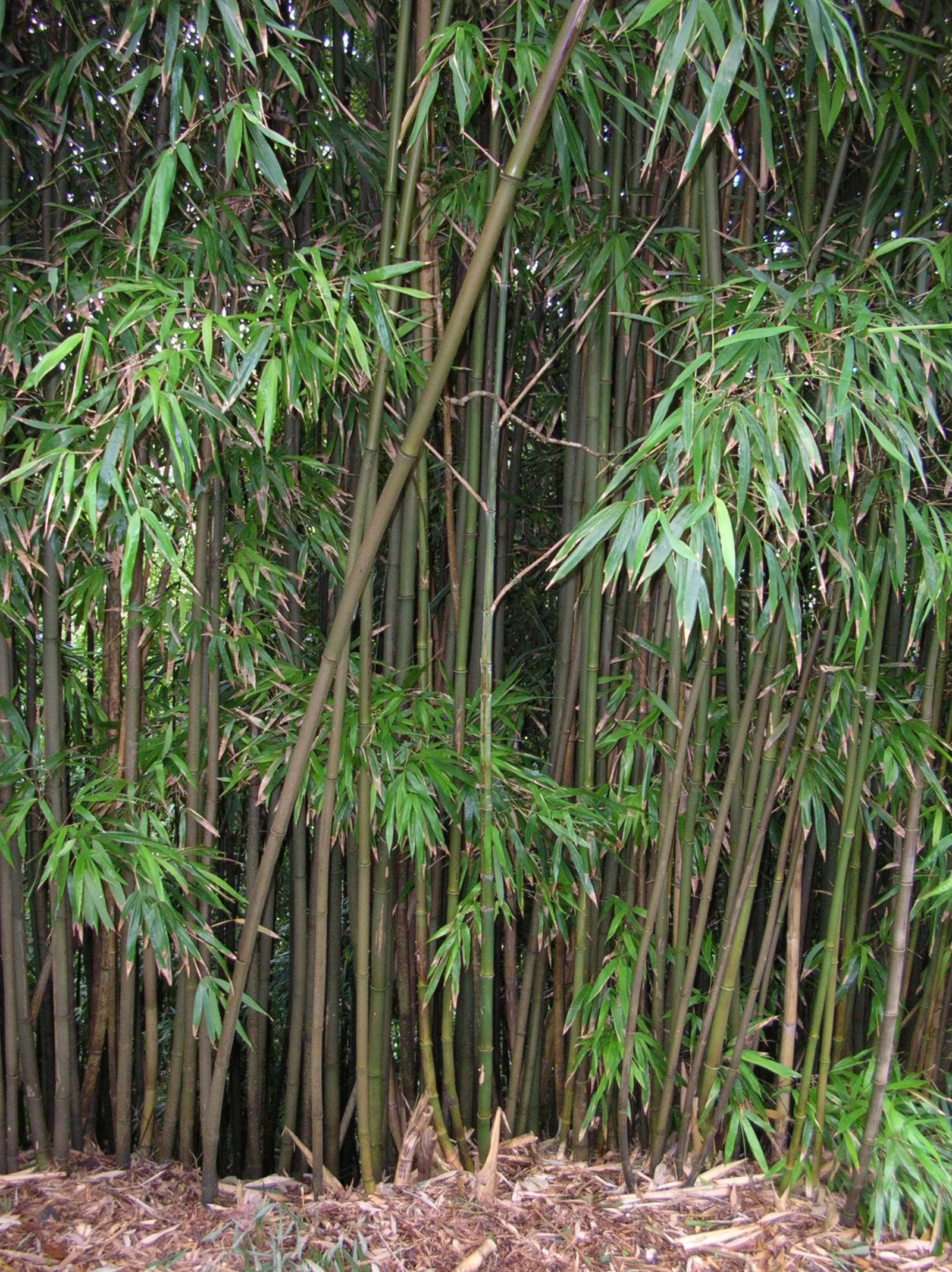 Black Bamboo (Phyllostachys Nigra) — Ideal as a privacy screen or focal point in a garden design; reaching 15-25 feet tall with 1-2 inch diameter in USDA zones