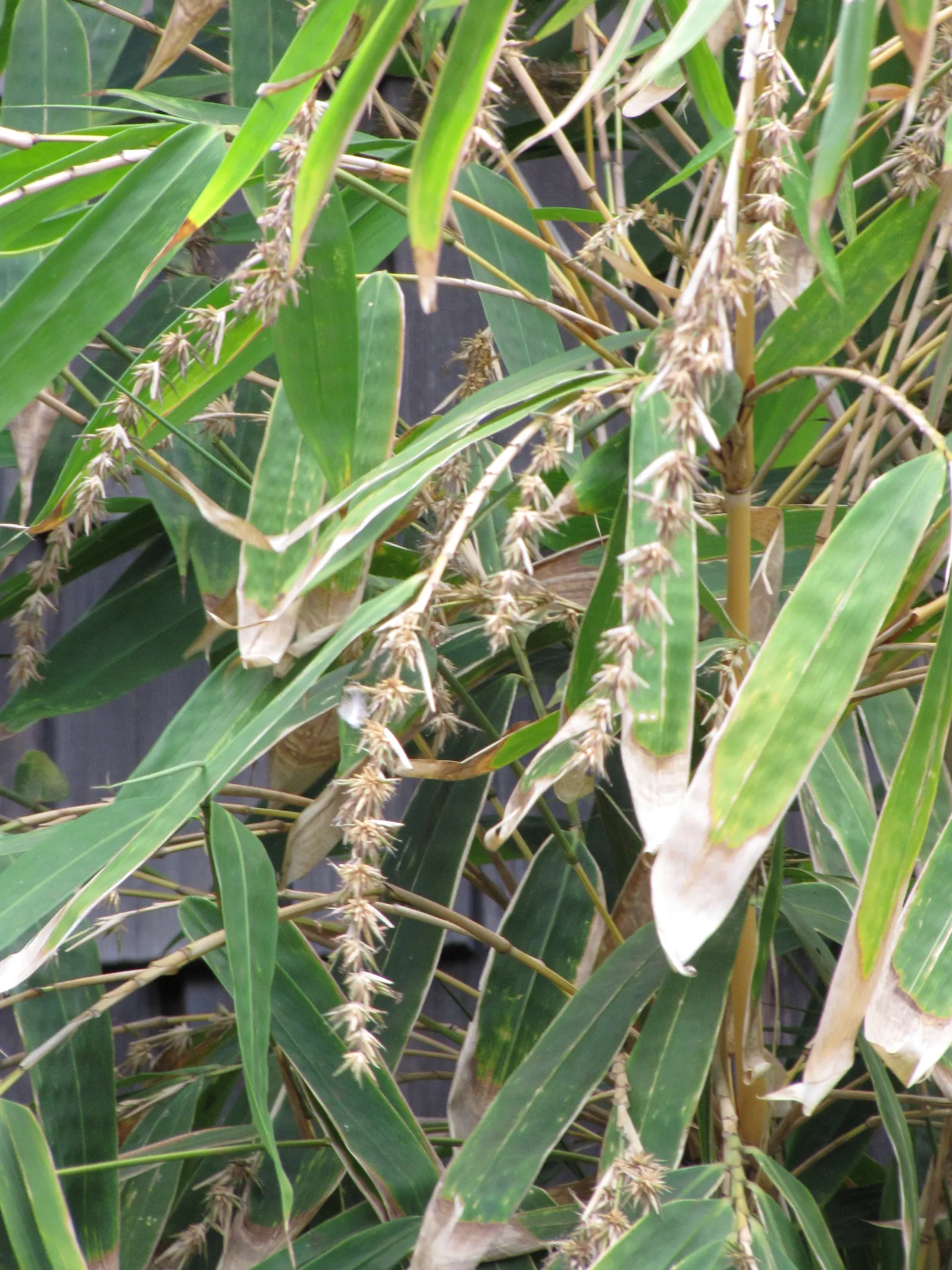 Black Bamboo (Phyllostachys Nigra) — is a striking species of bamboo known for its distinctively dark-colored culms; delivers a striking contrast against green