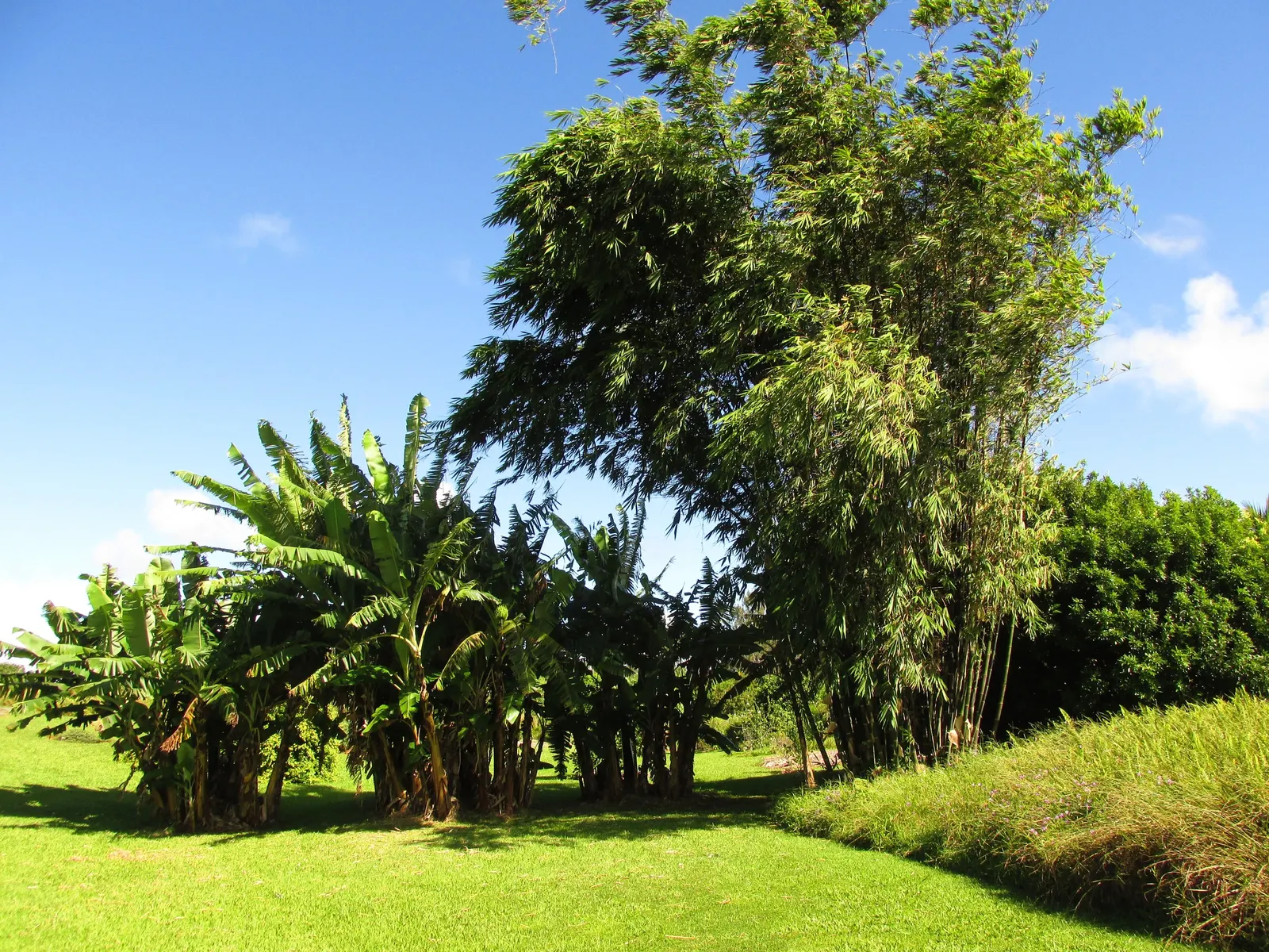 Black Bamboo (Phyllostachys Nigra) — Thrives in full sun to partial shade and prefers moist, well-draining soil; is a striking species of bamboo known for its