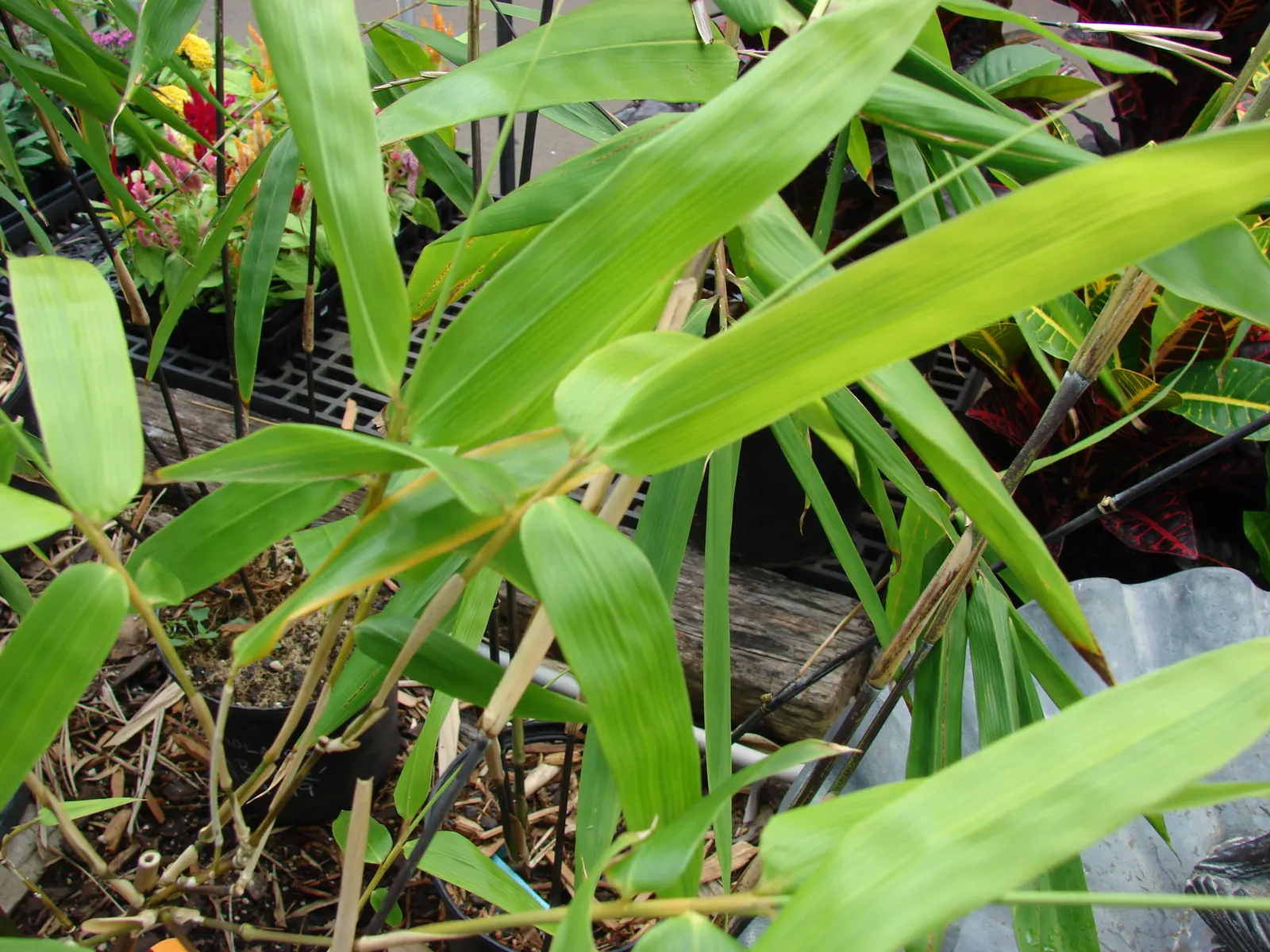 Black Bamboo (Phyllostachys Nigra) — and given adequate conditions; rapid growth may require containment