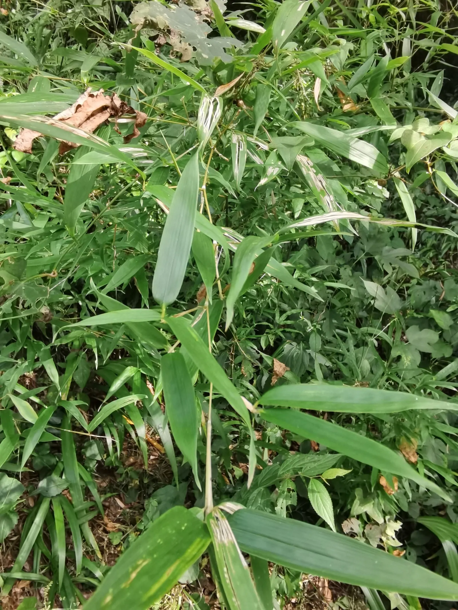 Black Bamboo (Phyllostachys Nigra) — delivers a striking contrast against green foliage; it thrives in full sun to partial shade