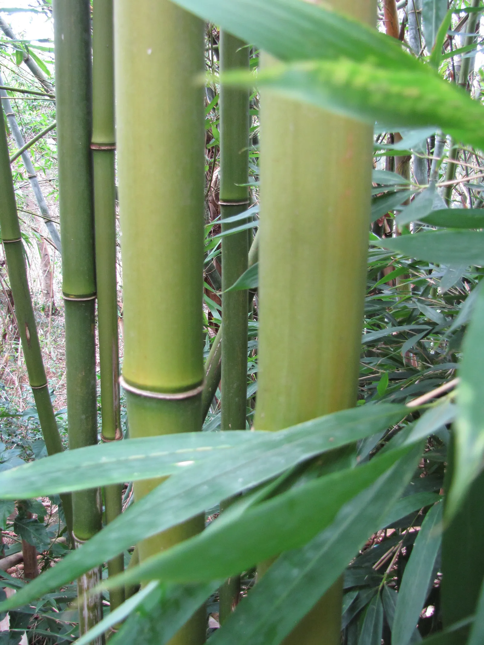Black Bamboo (Phyllostachys Nigra) — Thrives in full sun to partial shade and prefers moist, well-draining soil; is a striking species of bamboo, image 40