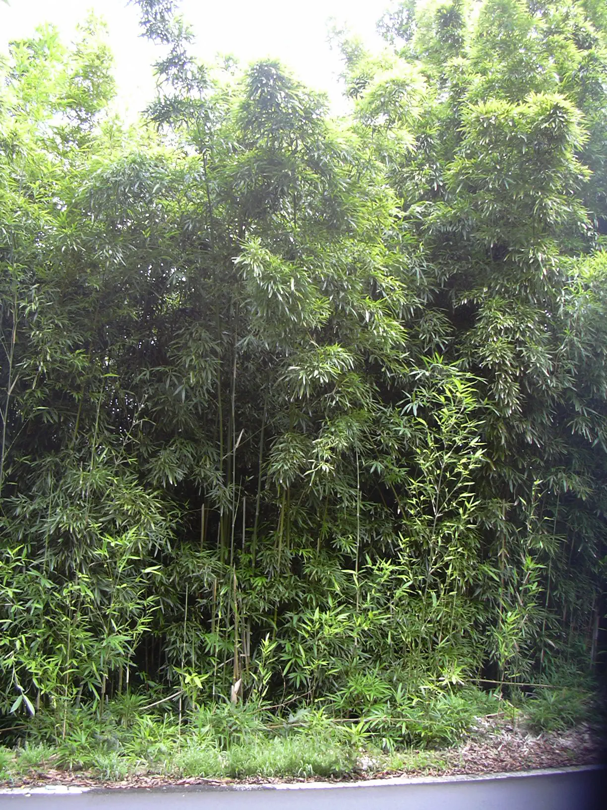 Black Bamboo (Phyllostachys Nigra) — along with its lustrous sheen; ideal as a privacy screen or focal point in a garden design