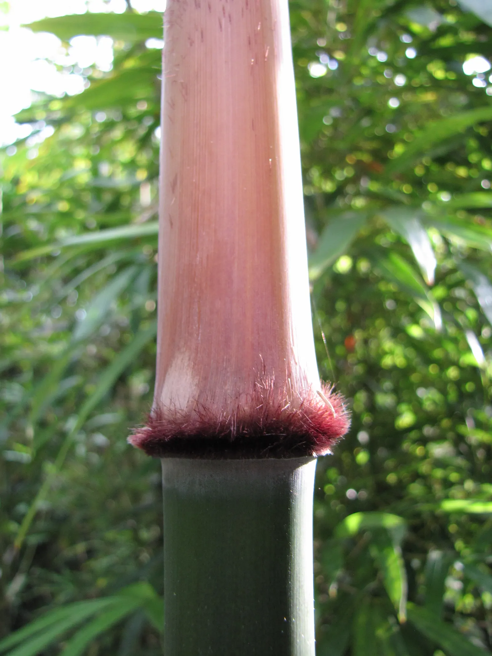 Black Bamboo (Phyllostachys Nigra) — Rapid growth may require containment; and given adequate conditions, image 41