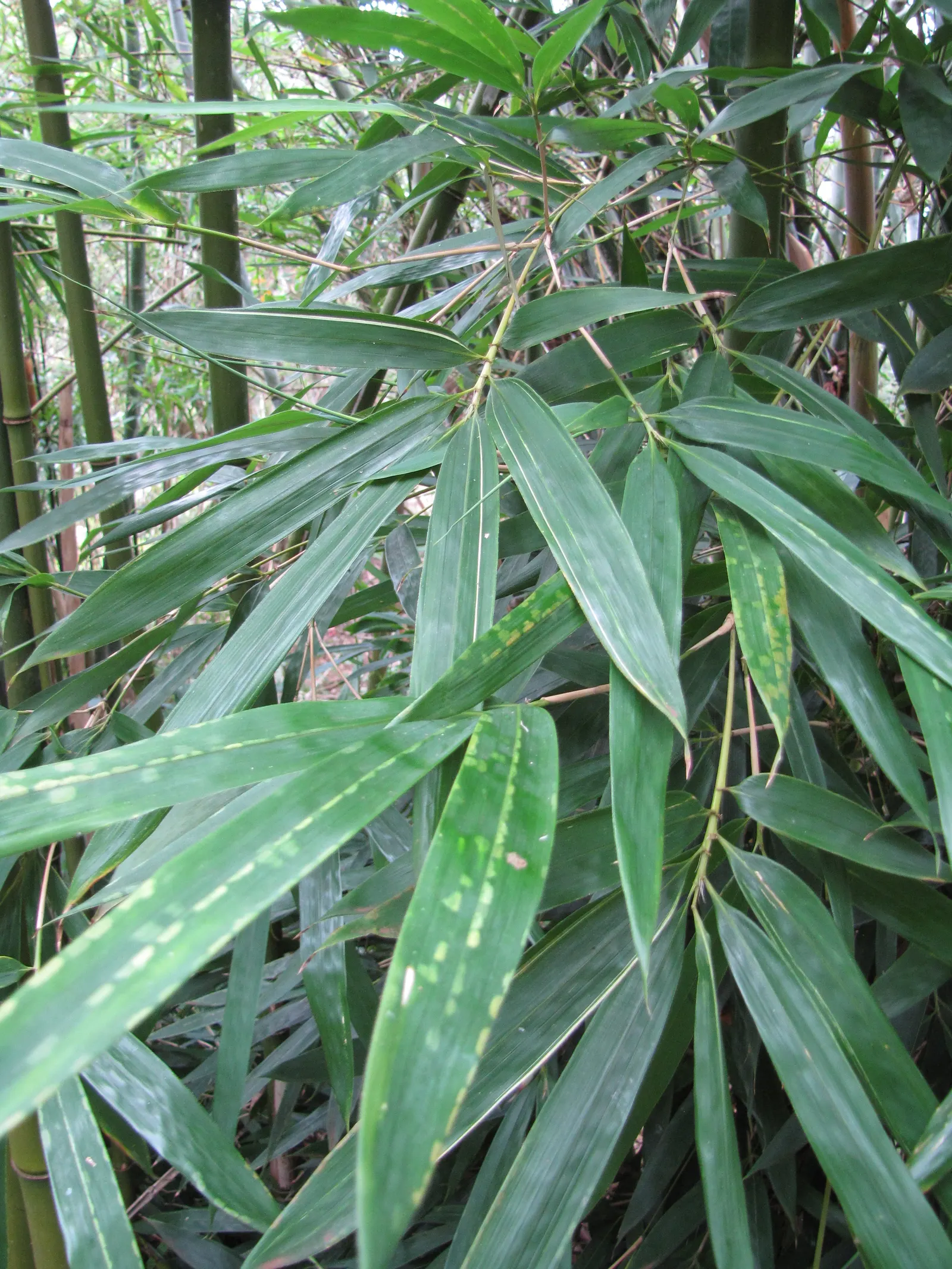 Black Bamboo (Phyllostachys Nigra) — making it an excellent feature in a landscape designed for visual impact; canes mature to jet black in 2-3, image 47