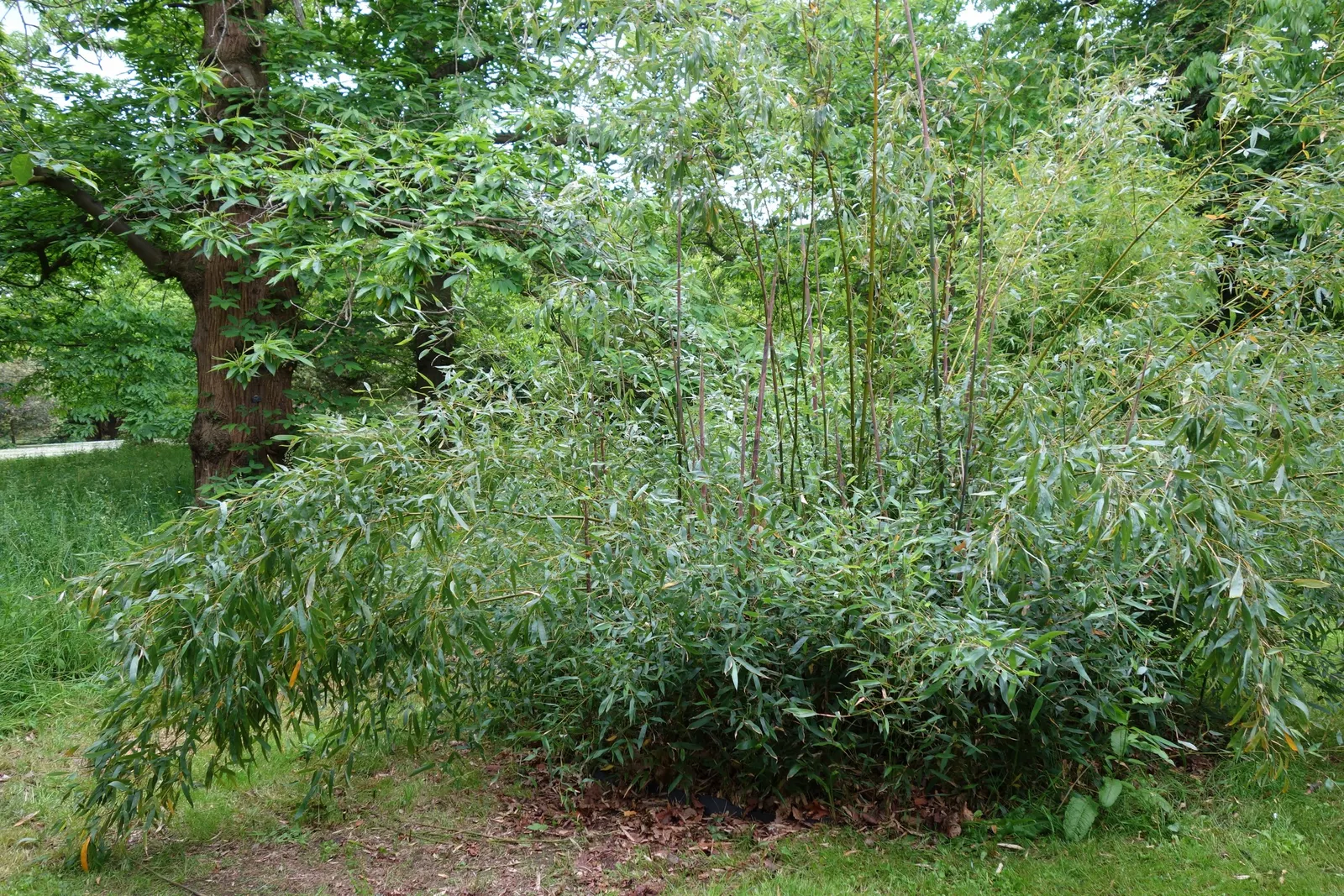 Black Bamboo (Phyllostachys Nigra) — For optimal growth and health; phyllostachys nigra, or Black Bamboo, is a striking ornamental species known for its