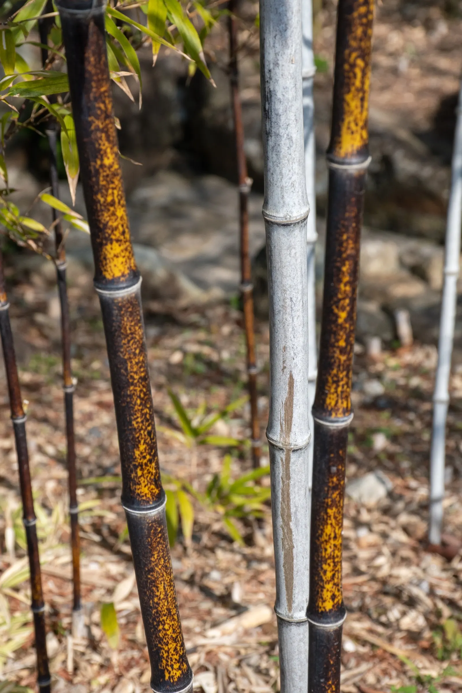 Black Bamboo (Phyllostachys Nigra) — It thrives in full sun to partial shade; for optimal growth and health