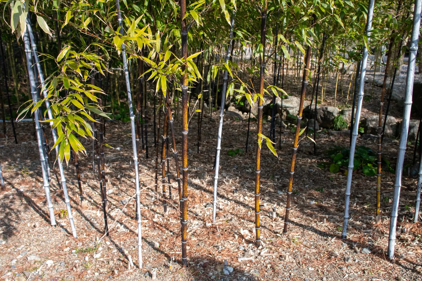 Black Bamboo (Phyllostachys Nigra) — Department of Agriculture hardiness zones 7 through 10; along with its lustrous sheen, image 48