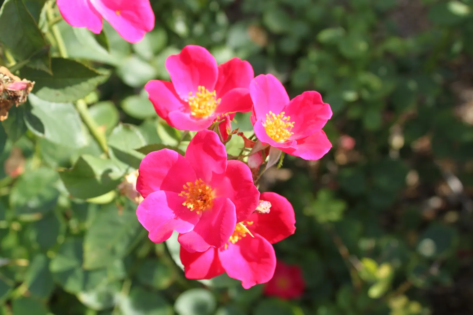 Home Run Pink Rose (Rosa 'Home Run Pink') — low-maintenance rose shrub