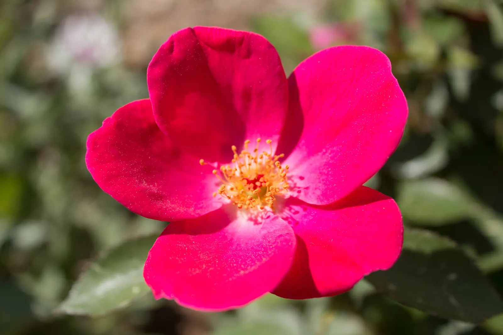 Home Run Pink Rose (Rosa 'Home Run Pink') — Its continual blooming from spring to fall