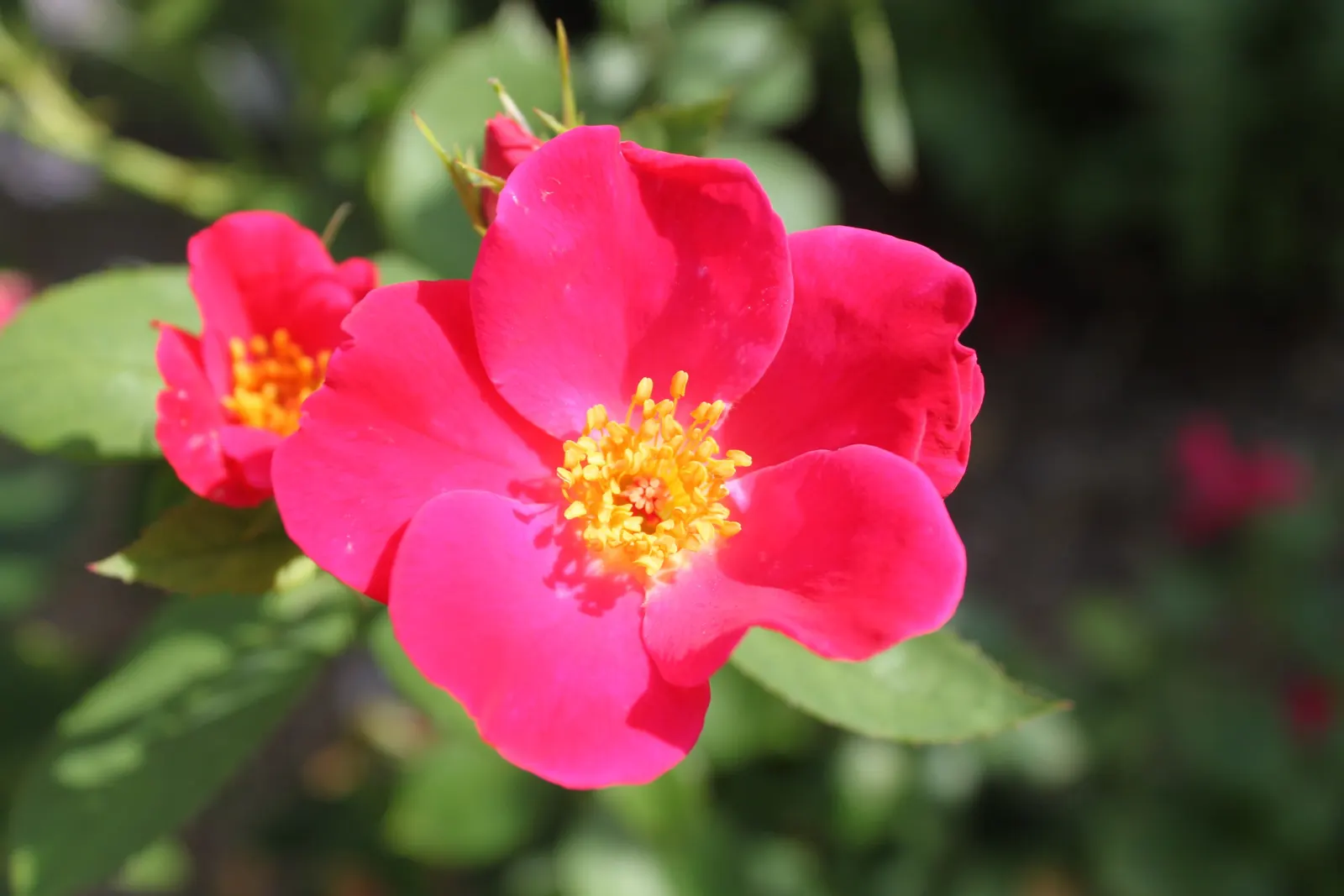 Home Run Pink Rose (Rosa 'Home Run Pink') — boasting hot pink blooms that span 3-4 inches across