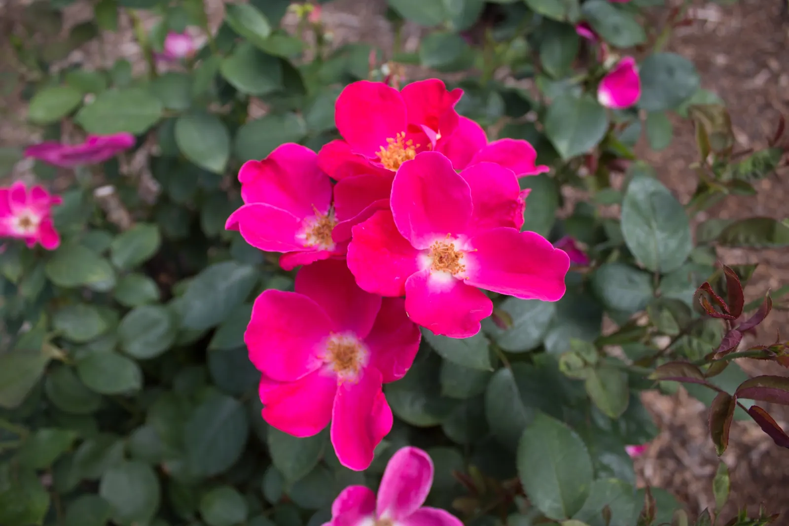 Home Run Pink Rose (Rosa 'Home Run Pink') — This disease-resistant variety grows to 3-4 feet in height and spread, thriving in zones 4-9