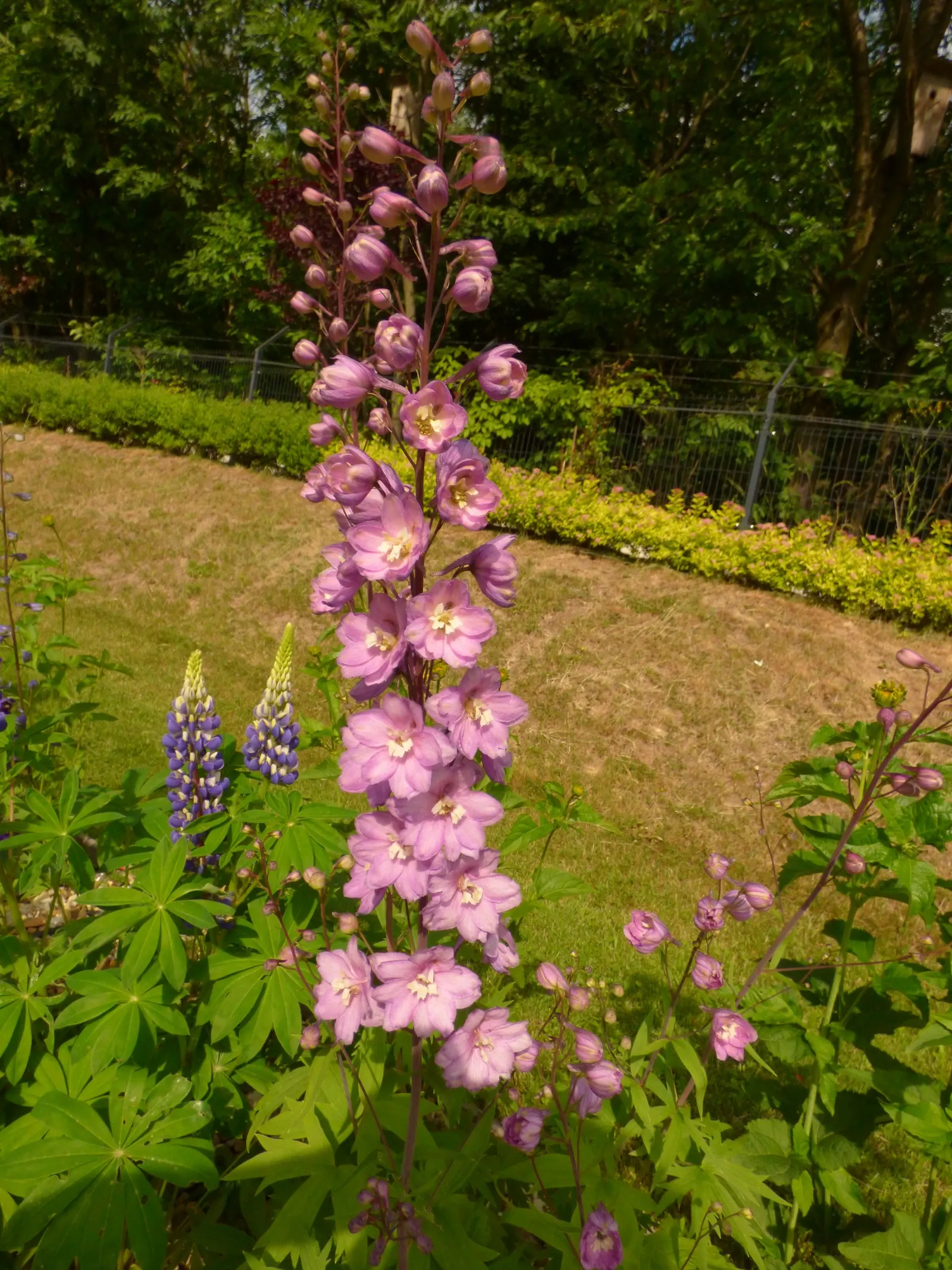 Pacific Giants (Strain) Delphinium (Delphinium Elatum 'Pacific Giants') — boasting towering spires of densely packed