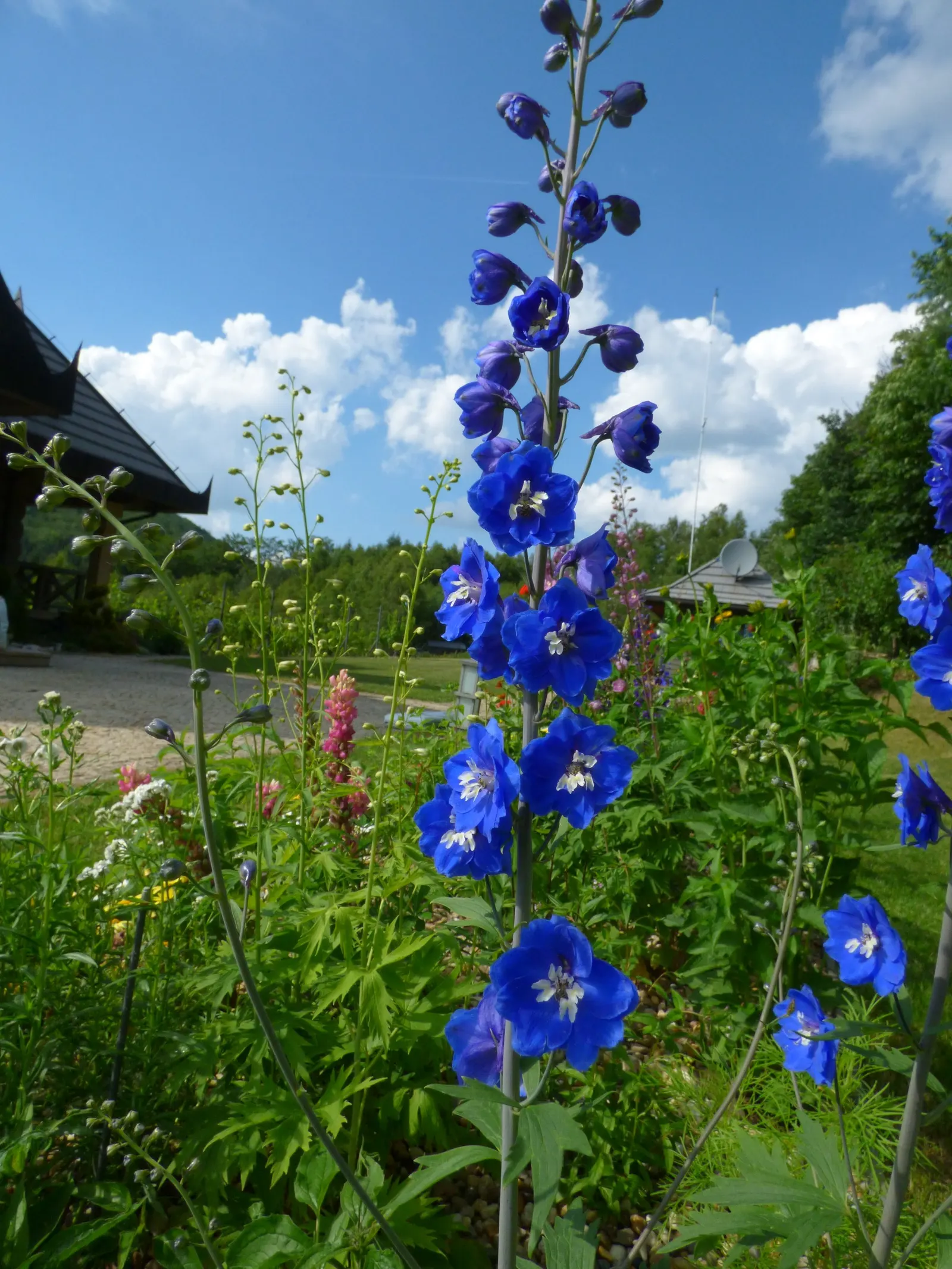 Pacific Giants (Strain) Delphinium (Delphinium Elatum 'Pacific Giants') — with mature specimens typically reaching an impressive height of 4 to 6 feet