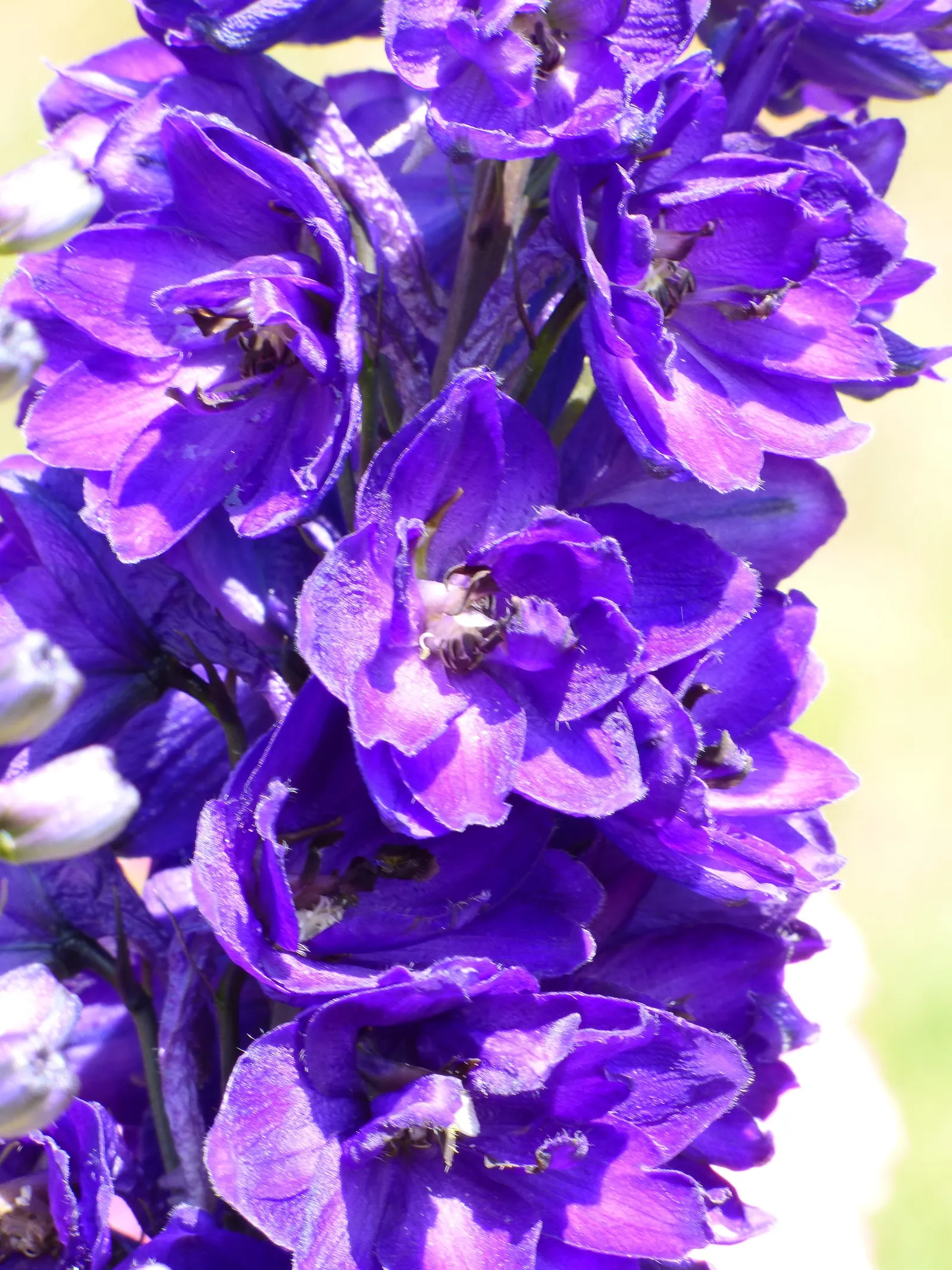 Pacific Giants (Strain) Delphinium (Delphinium Elatum 'Pacific Giants') — This strain of Delphinium is particularly esteemed for its robust growth