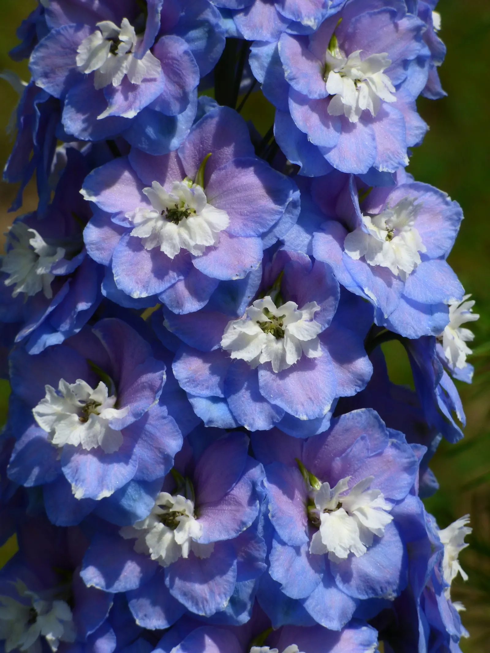 Pacific Giants (Strain) Delphinium (Delphinium Elatum 'Pacific Giants') — or white create a striking vertical accent from early to midsummer