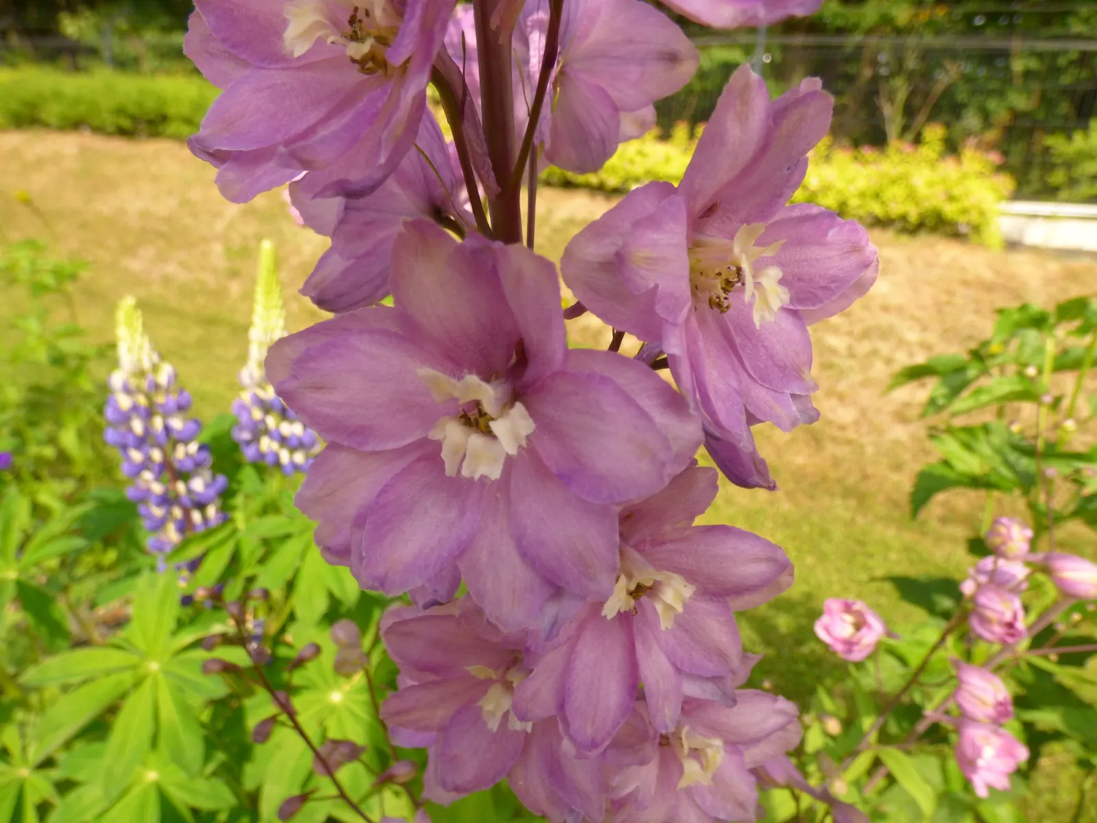 Pacific Giants (Strain) Delphinium (Delphinium Elatum 'Pacific Giants') — The Delphinium elatum 'Pacific Giants' is a noble addition to any landscape