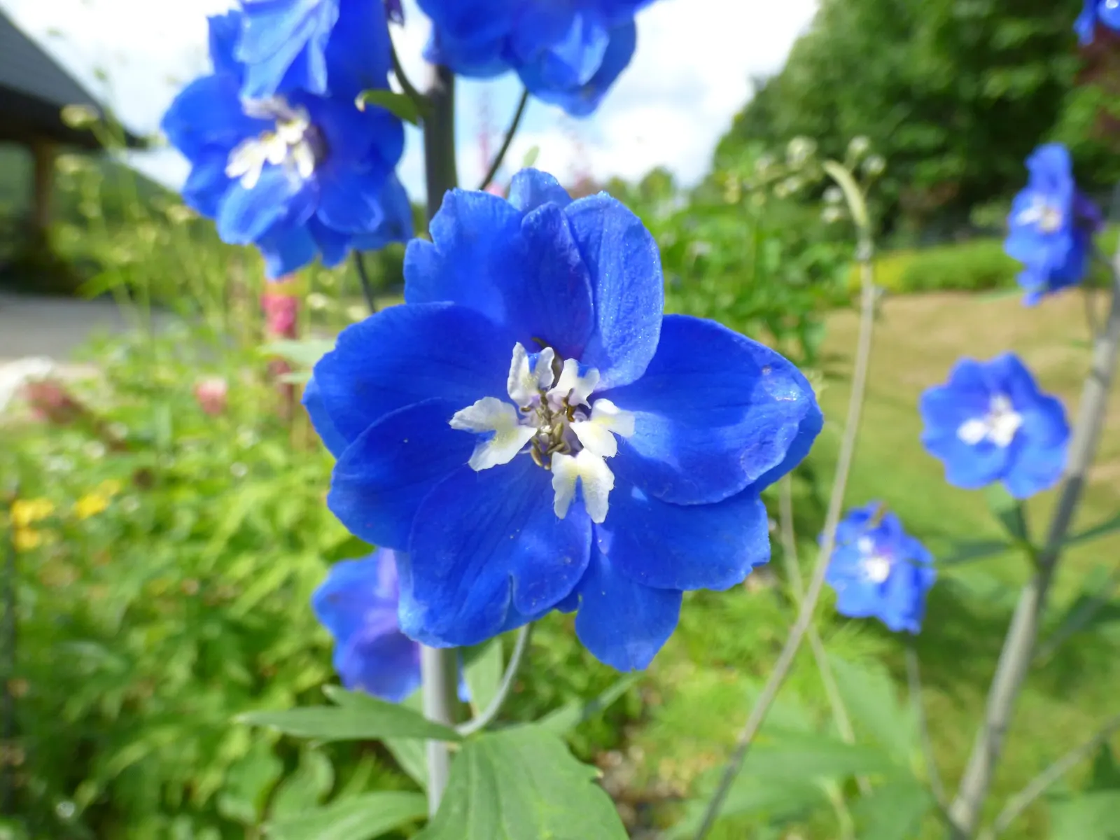 Pacific Giants (Strain) Delphinium (Delphinium Elatum 'Pacific Giants') — semi-double to double flowers