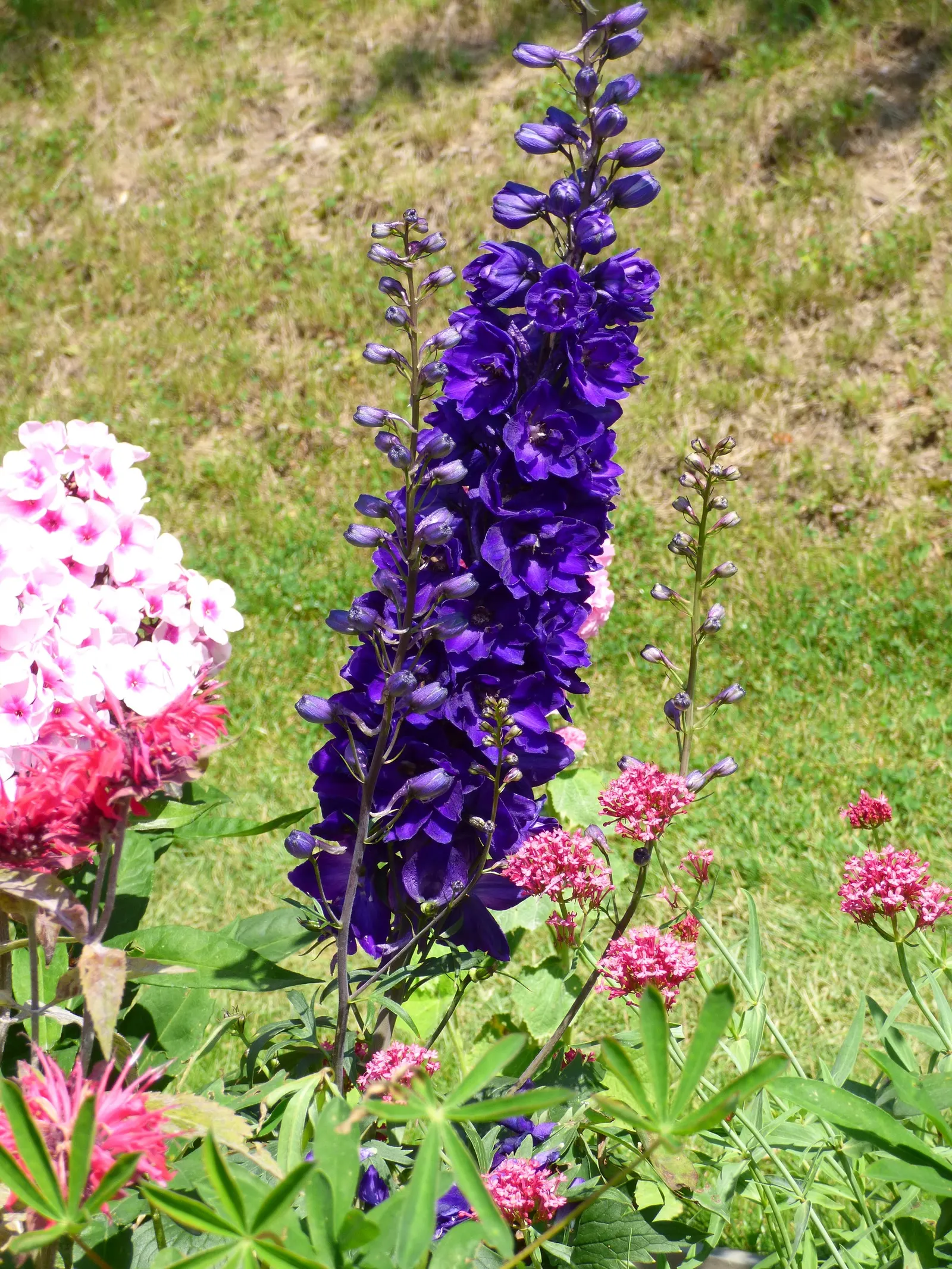 Pacific Giants (Strain) Delphinium (Delphinium Elatum 'Pacific Giants') — Its vibrant blooms in shades of blue