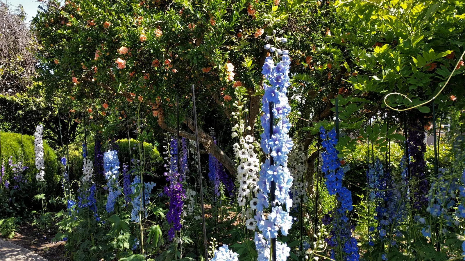 Pacific Giants (Strain) Delphinium (Delphinium Elatum 'Pacific Giants') — Space these majestic plants 18-24 inches apart in full sun to part shade