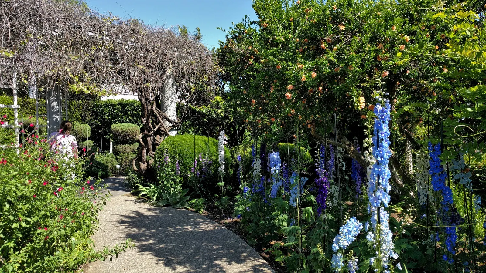 Pacific Giants (Strain) Delphinium (Delphinium Elatum 'Pacific Giants') — They require well-draining soil and benefit from staking to prevent wind damage