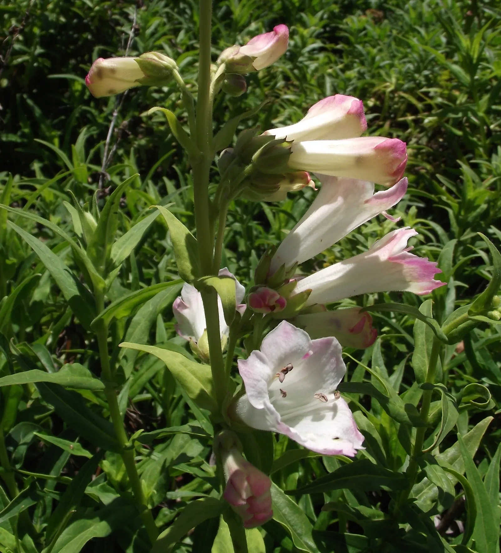 Holly's White Penstemon (Penstemon 'Holly's White') — Attractive to hummingbirds, this plant flourishes in full sun to partial shade and well-drained soil