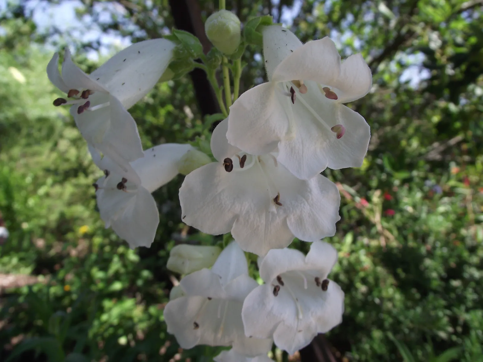 Holly's White Penstemon (Penstemon 'Holly's White') — boasts trumpet-shaped white blooms with a hint of pale pink