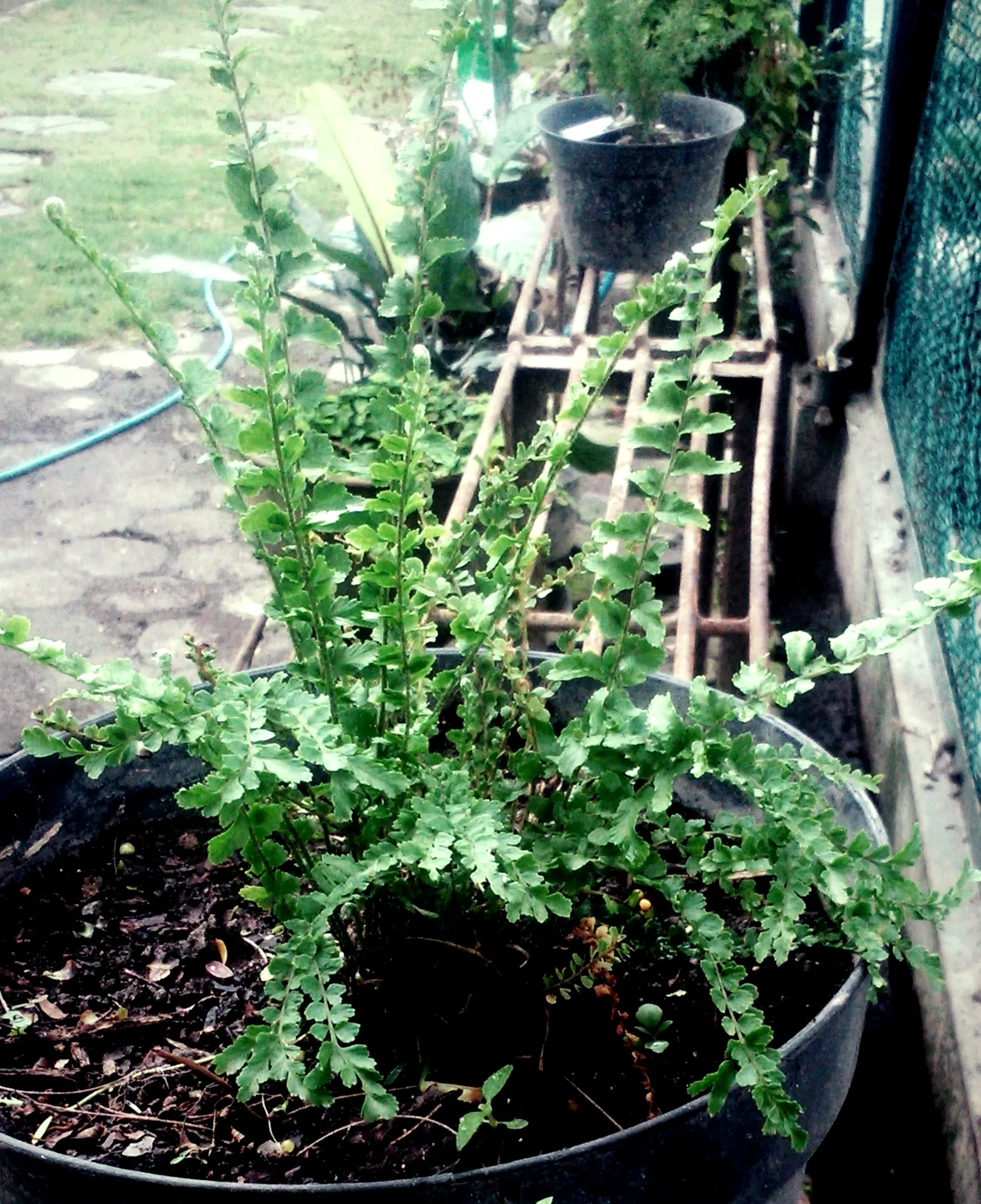 Lemon Button Fern (Nephrolepis Cordifolia 'Duffii') — it thrives in partial to full shade and moist