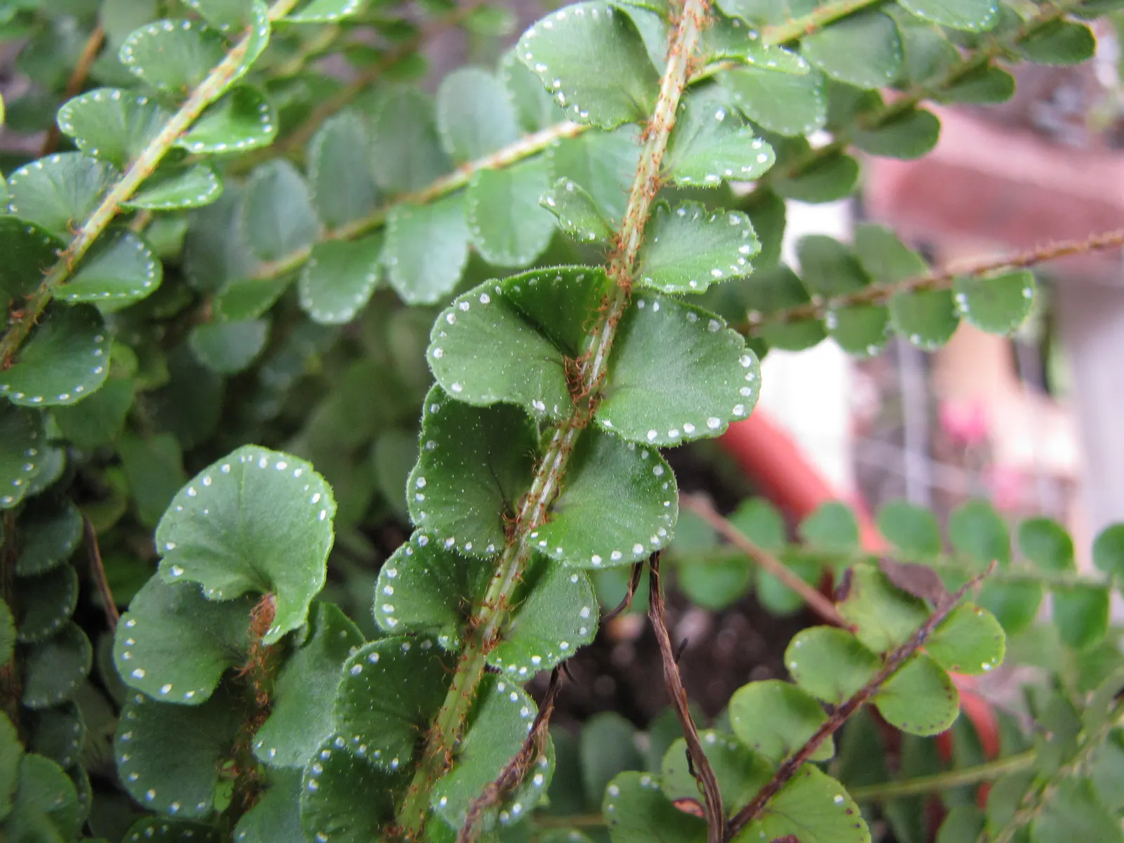 Lemon Button Fern (Nephrolepis Cordifolia 'Duffii') — or "buttons," which provide a whimsical texture