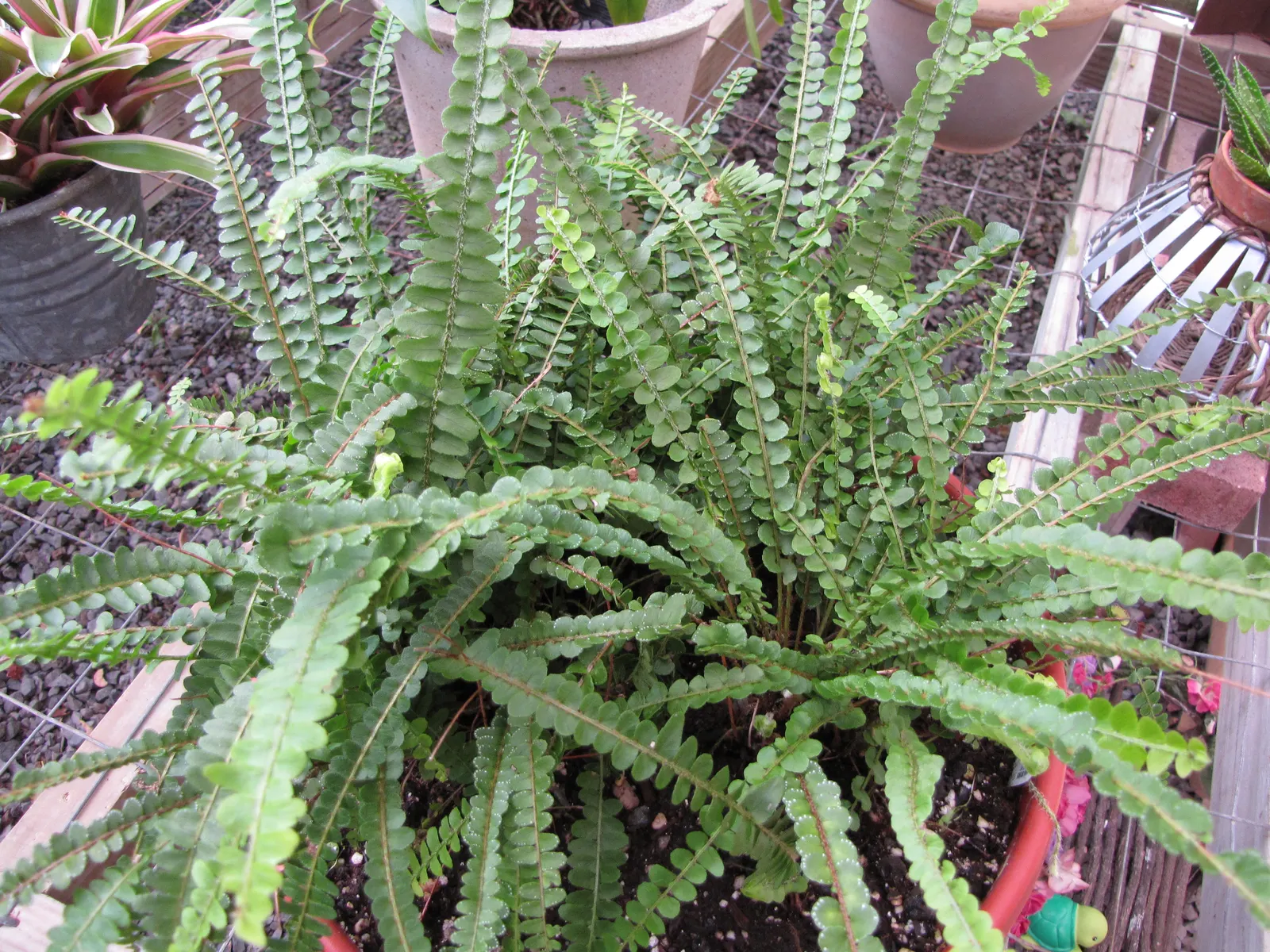 Lemon Button Fern (Nephrolepis Cordifolia 'Duffii') — is a compact fern with arching fronds reaching up to 12 inches long