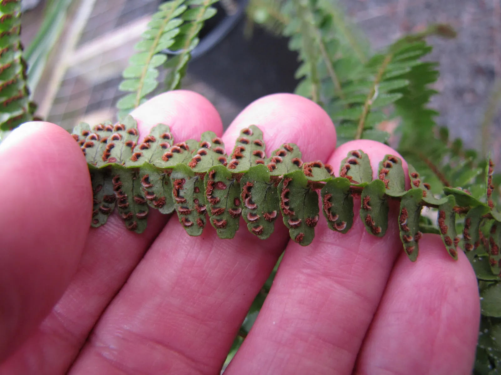 Lemon Button Fern (Nephrolepis Cordifolia 'Duffii') — button-like leaflets and a subtle lemon scent when crushed