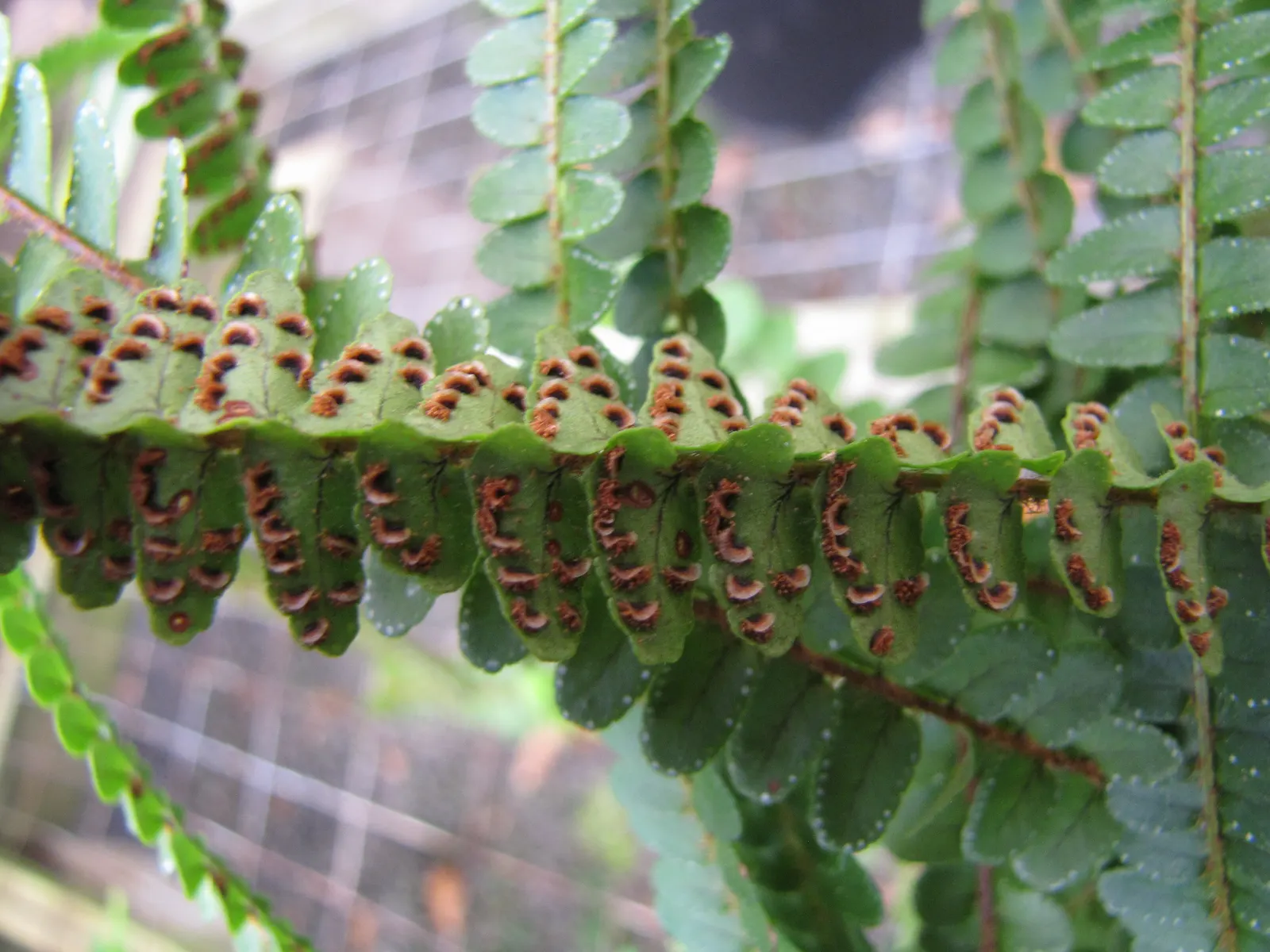 Lemon Button Fern (Nephrolepis Cordifolia 'Duffii') — textured layer to shaded garden areas