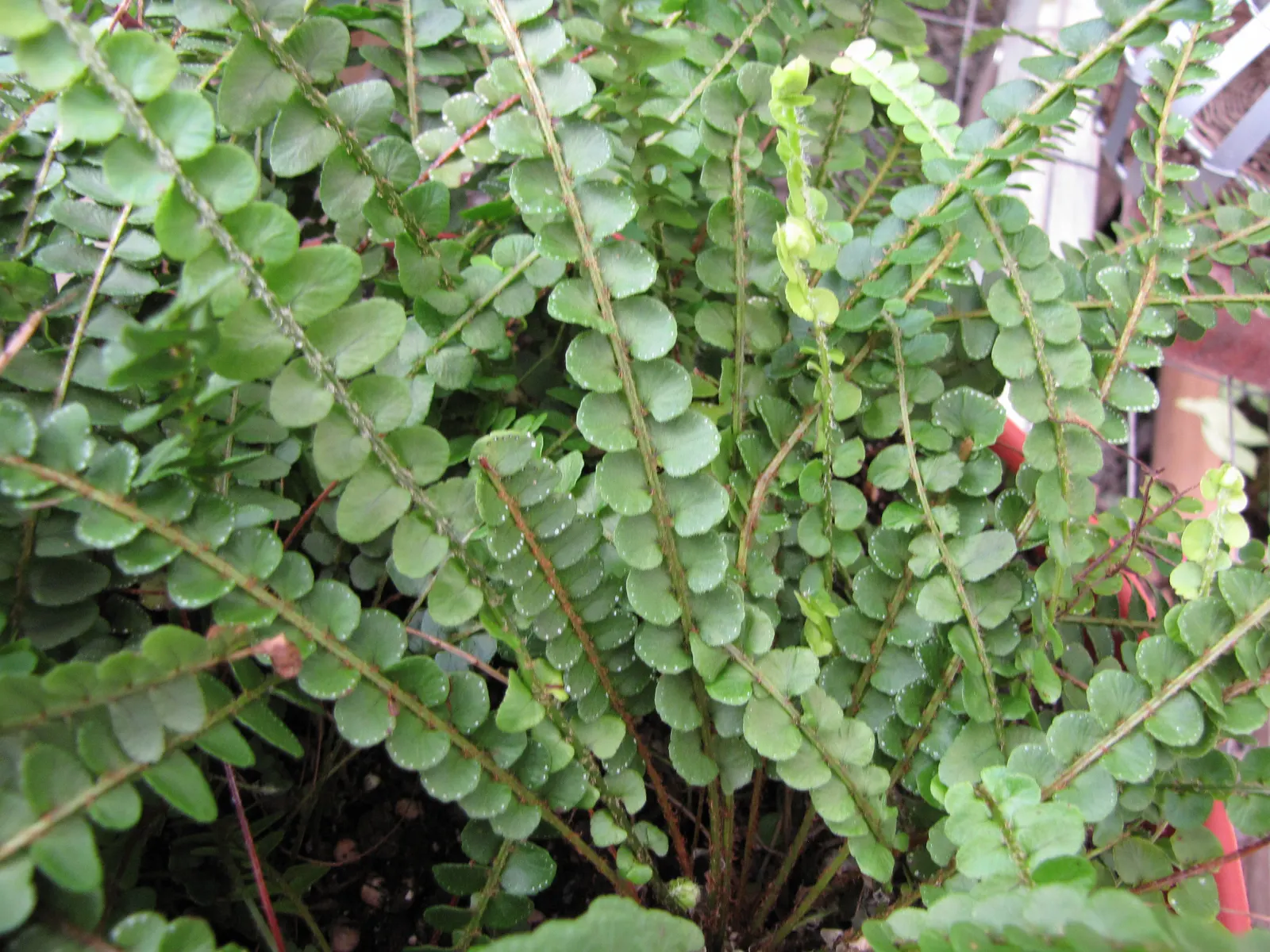 Lemon Button Fern (Nephrolepis Cordifolia 'Duffii') — evergreen perennial is perfect for terrariums or as a groundcover
