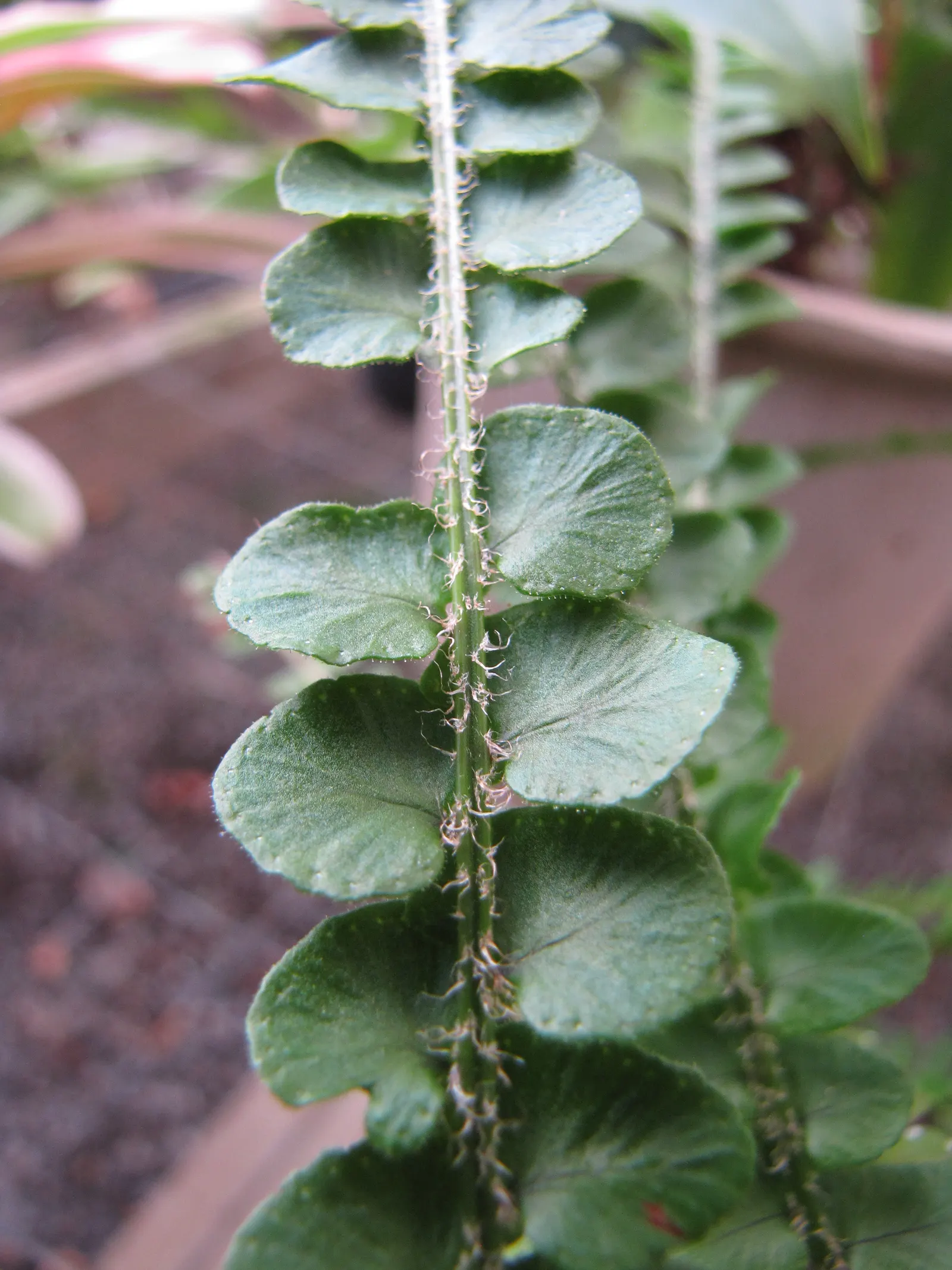 Lemon Button Fern (Nephrolepis Cordifolia 'Duffii') — scientifically named Nephrolepis cordifolia \'Duffii\'