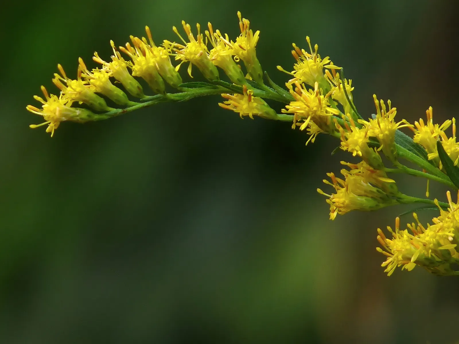 Canada Goldenrod, Meadow Goldenrod (Solidago Canadensis Ssp. Elongata) — This hardy native thrives in USDA zones 3-8, preferring full sun to light shade and