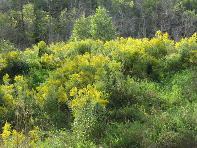 Canada Goldenrod, Meadow Goldenrod (Solidago Canadensis Ssp. Elongata) — commonly known as Canada or Meadow Goldenrod