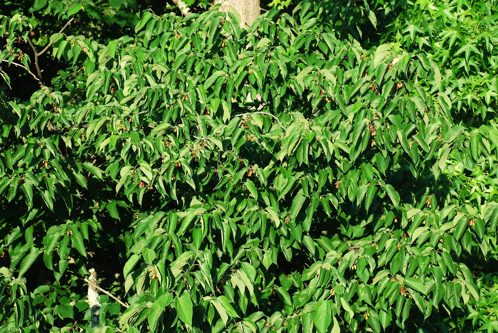 Red Mulberry (Morus Rubra) — this tree offers both ornamental charm and hands-on engagement for any client's garden; tree for full or half