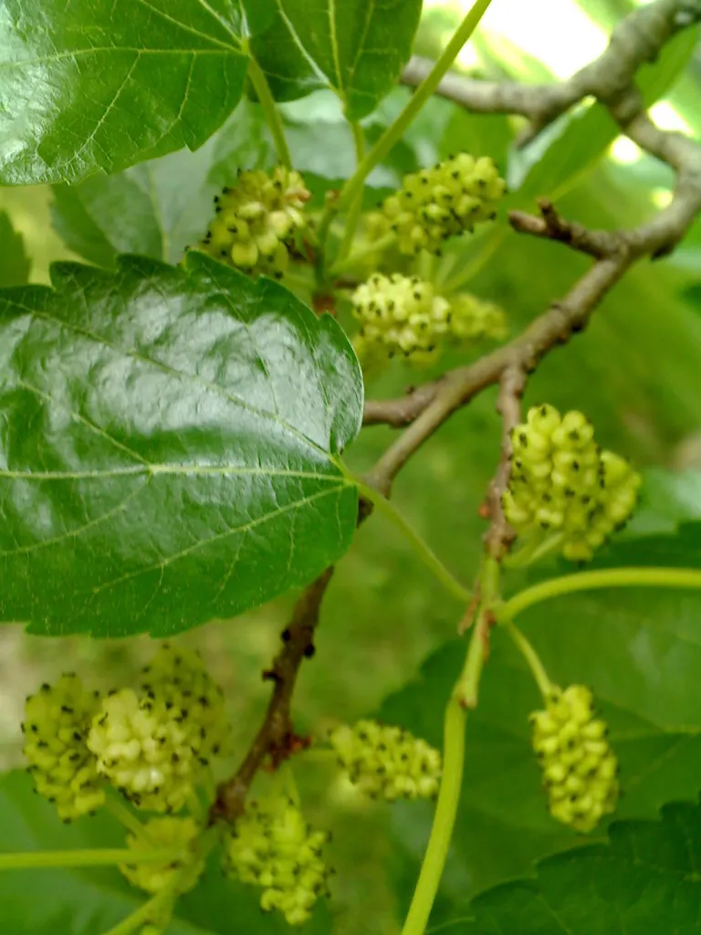 Red Mulberry (Morus Rubra) — This resilient tree prefers rich, well-drained soils and thrives in full sun to partial shade; the Red Mulberry or Morus rubra is