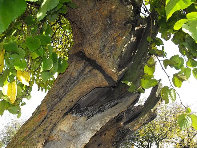 Red Mulberry (Morus Rubra) — It reaches up to 35-50 feet tall with a 35-foot spread
