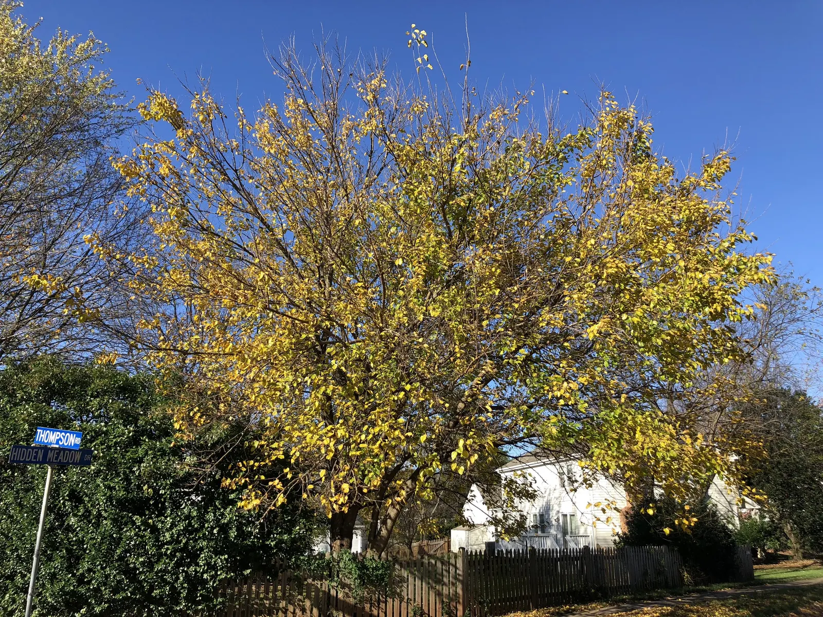 Red Mulberry (Morus Rubra) — The Red Mulberry or Morus rubra is a deciduous native known for its broad