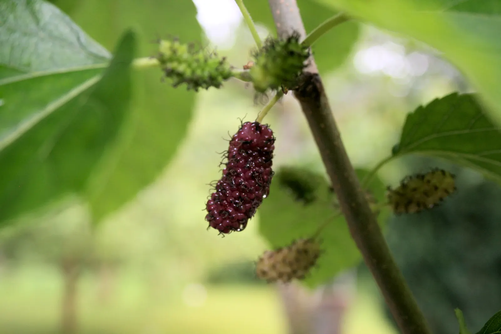 Red Mulberry (Morus Rubra) — It reaches up to 35-50 feet tall with a 35-foot spread; the tree is relatively fast-growing and is adaptable to, image 51