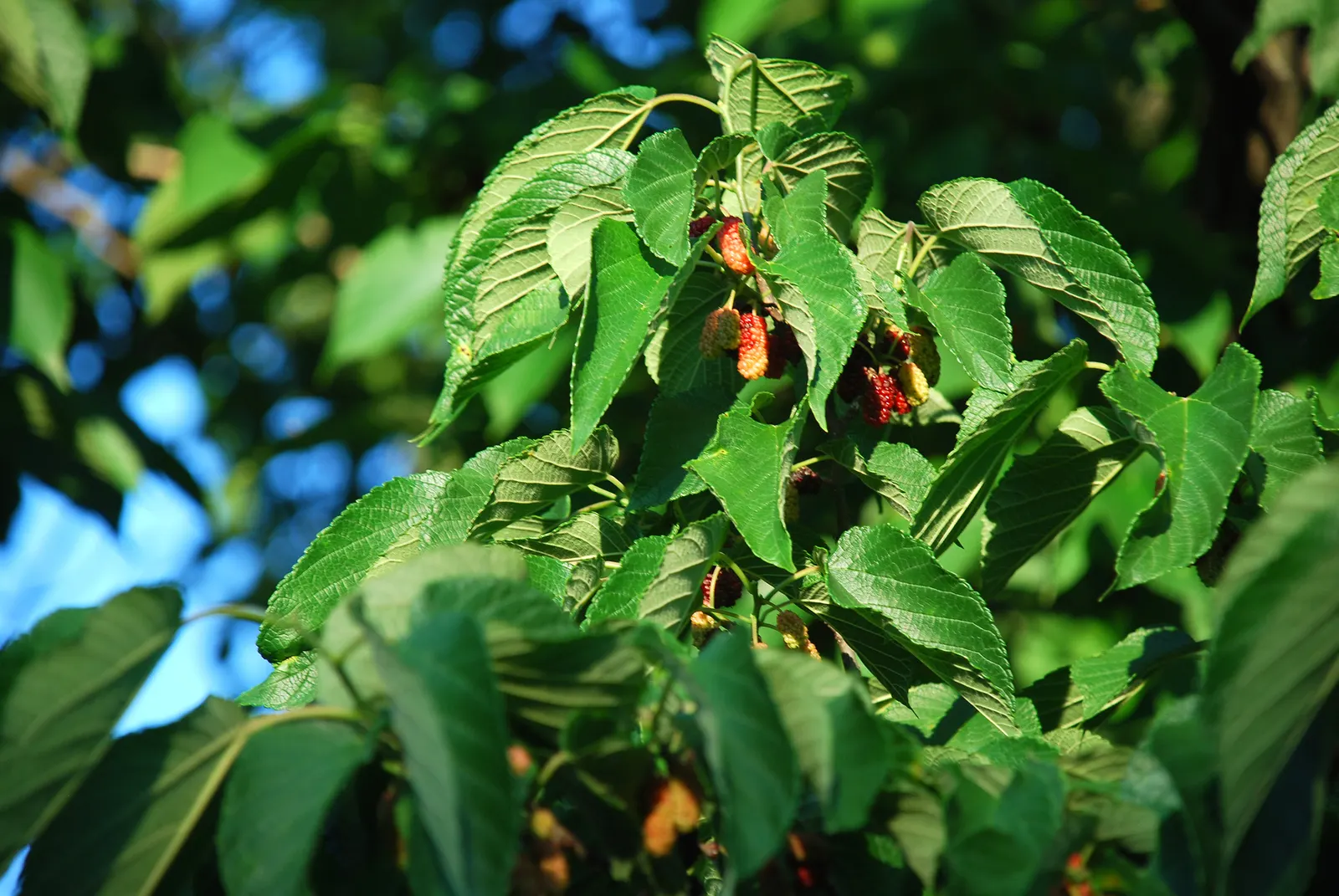 Red Mulberry (Morus Rubra) — The tree is relatively fast-growing and is adaptable to various soil types