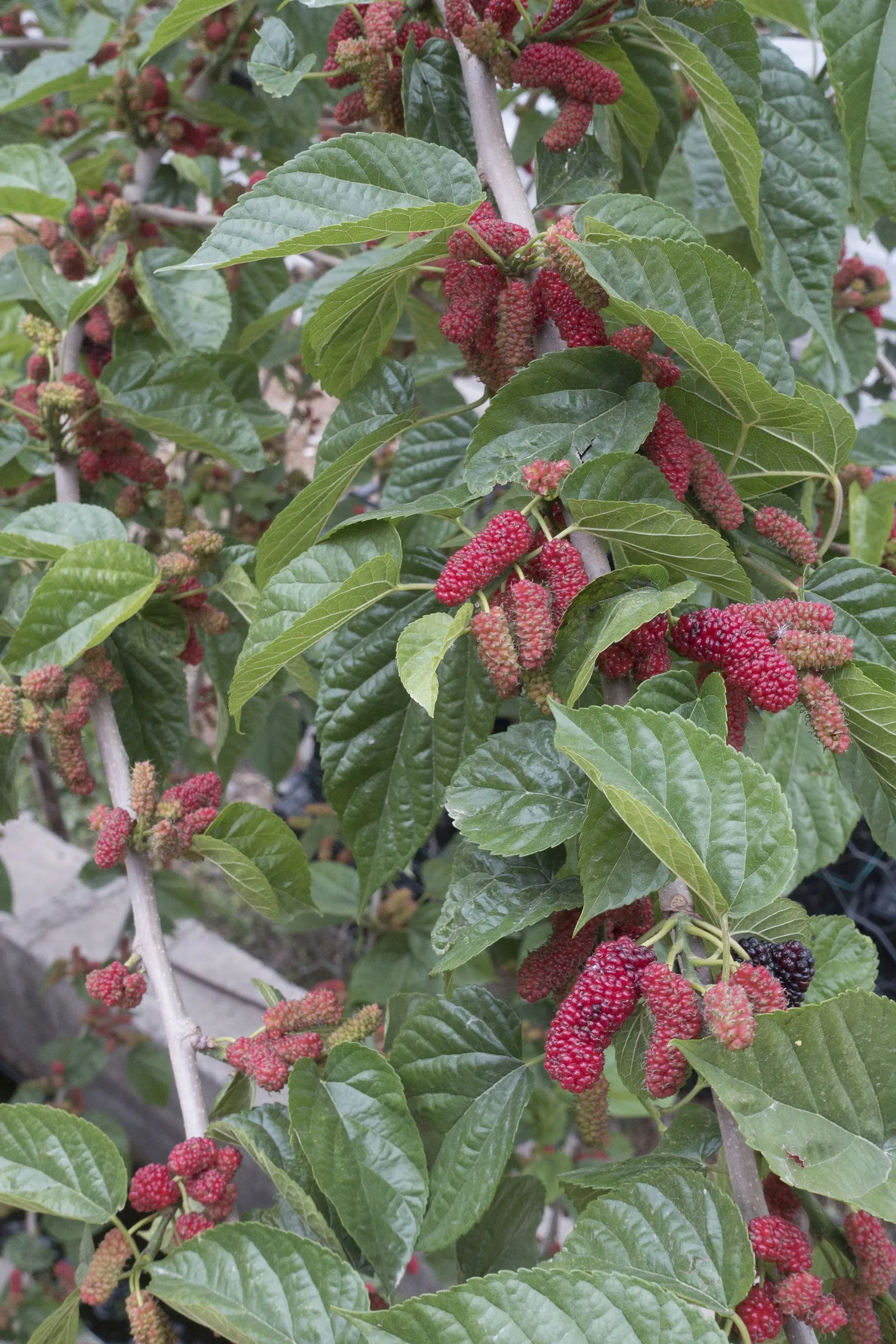 Red Mulberry (Morus Rubra) — which can grow up to 7 inches long