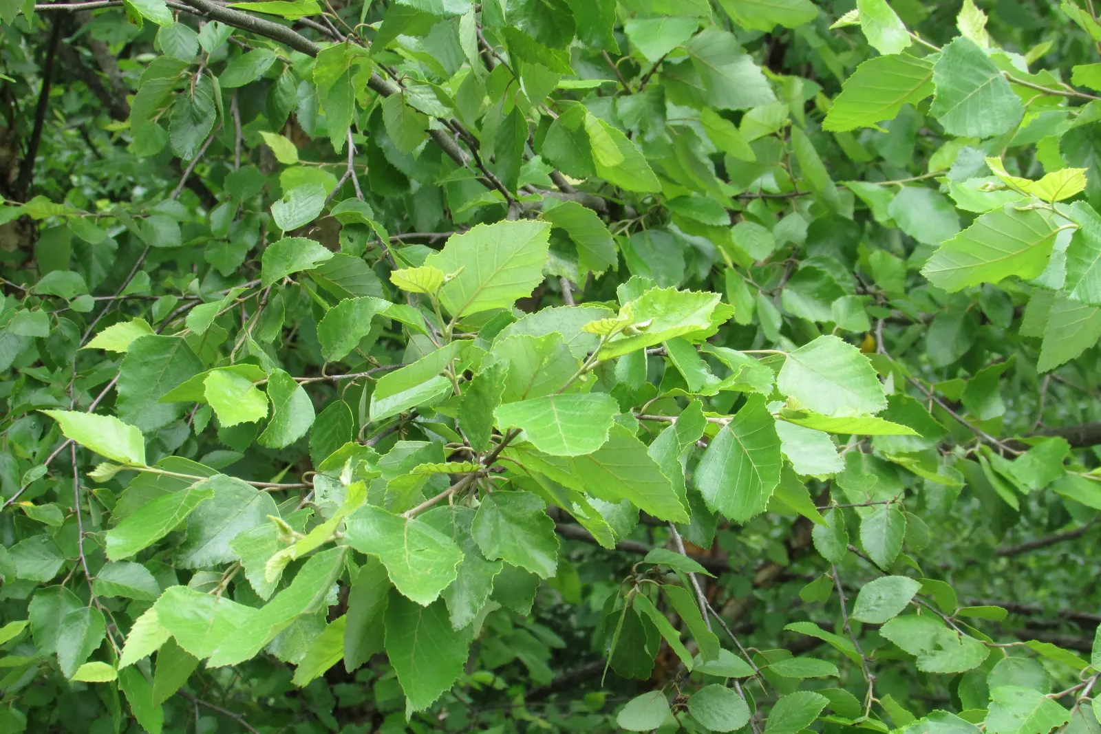 Red Mulberry (Morus Rubra) — Note: It can spread via seeds, potentially becoming weedy
