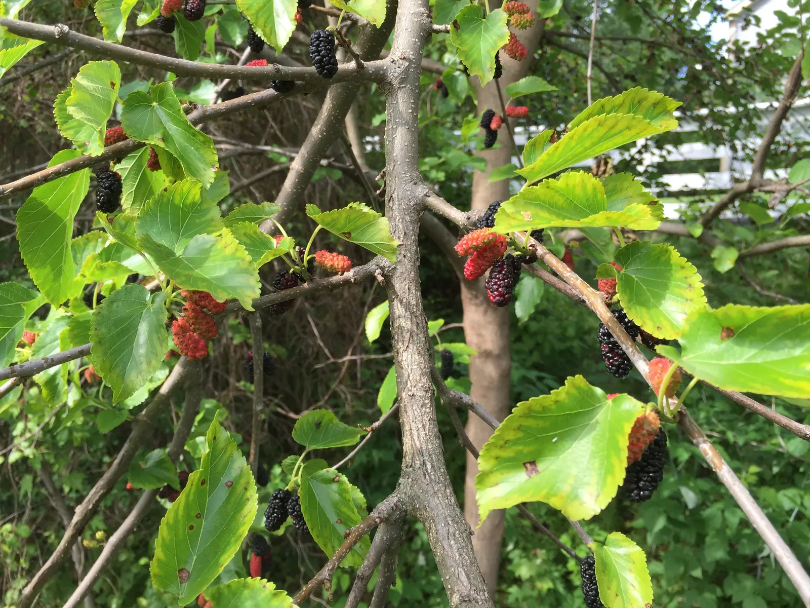 Red Mulberry (Morus Rubra) — The Red Mulberry or Morus rubra is a deciduous native known for its broad; this resilient tree prefers rich, image 49