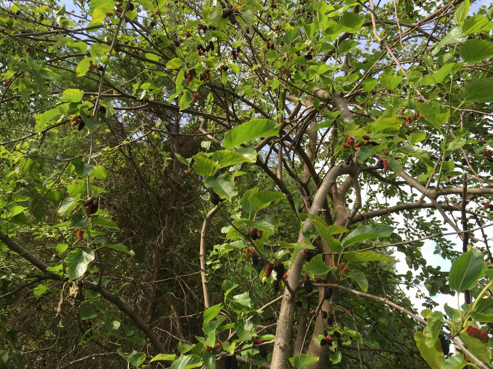 Red Mulberry (Morus Rubra) — The Red Mulberry or Morus rubra is a deciduous native known for its broad; this resilient tree prefers rich, well-drained soils