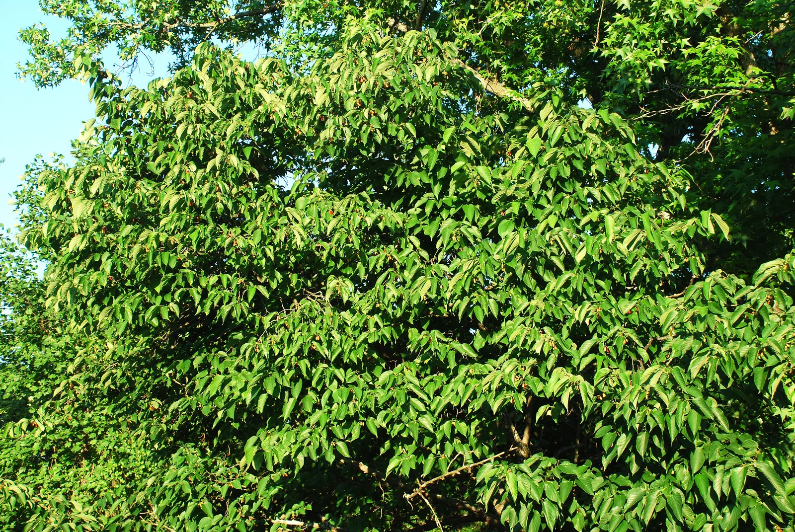 Red Mulberry (Morus Rubra) — Ideal for wildlife gardens, it provides food for birds and butterflies; this species is revered for its broad, image 53