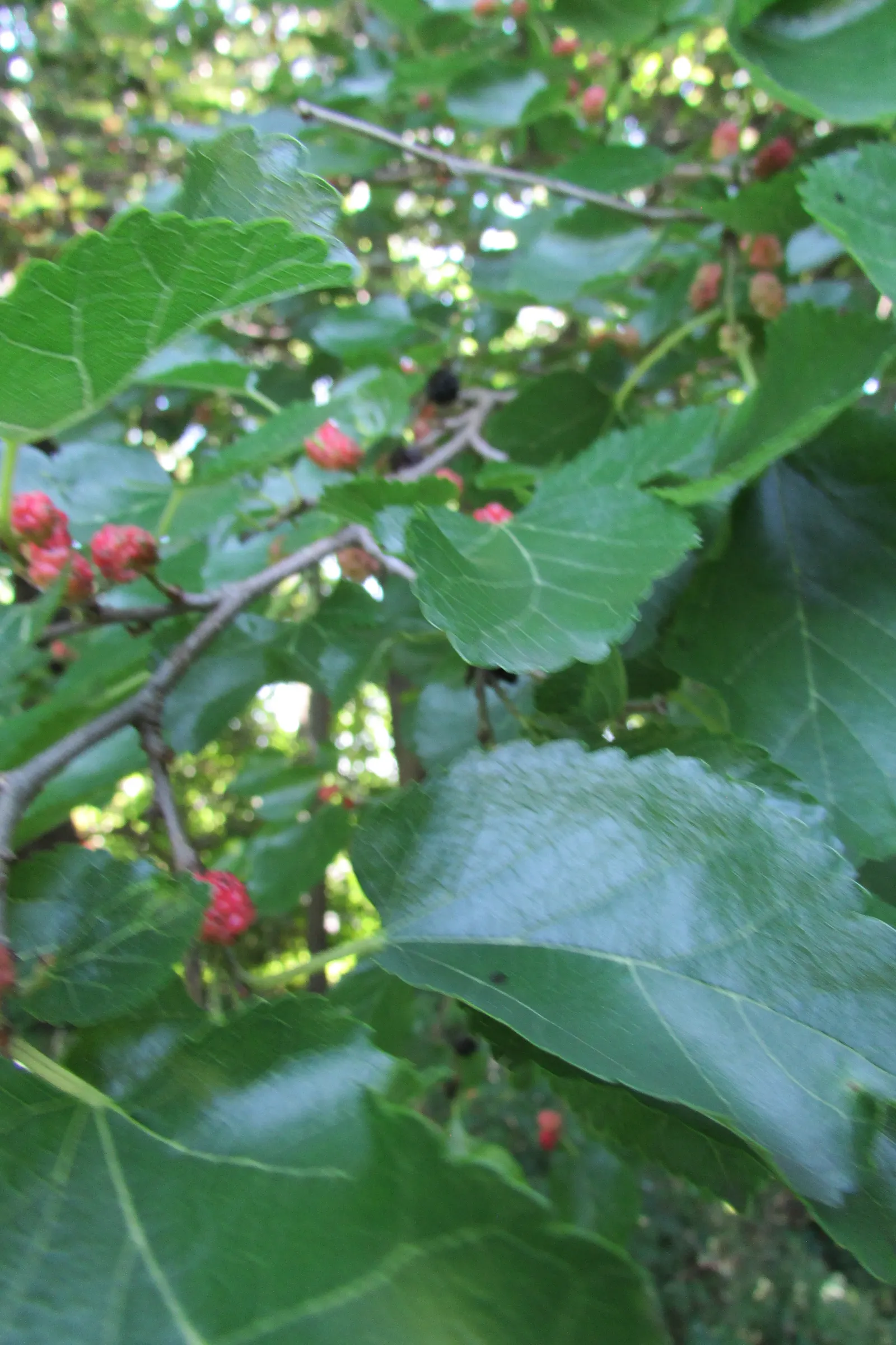 Red Mulberry (Morus Rubra) — heart-shaped leaves and sweet; inconspicuous flowers that give way to the plant's most distinctive feature: the, image 50