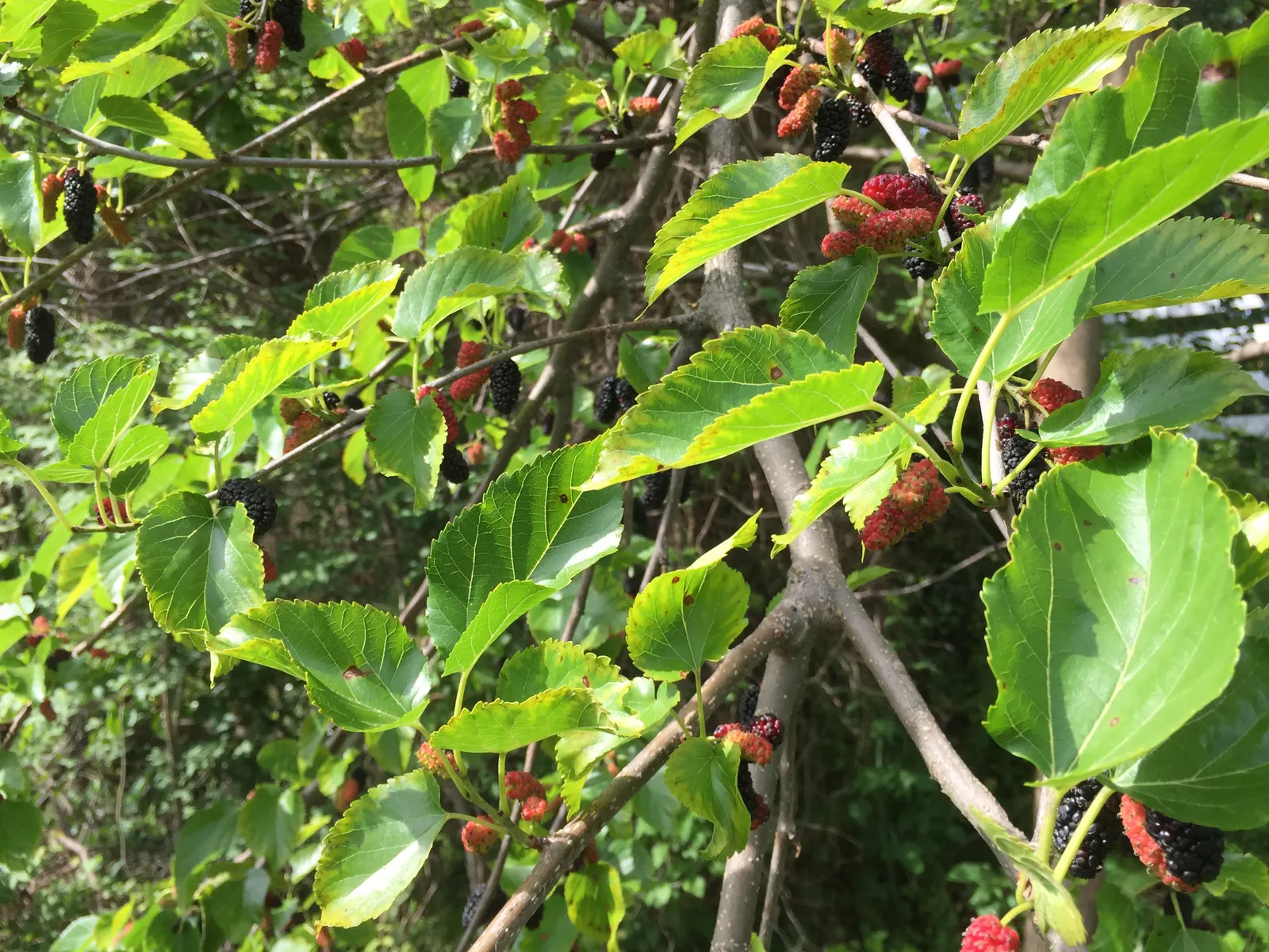 Red Mulberry (Morus Rubra) — inconspicuous flowers that give way to the plant's most distinctive feature: the elongated